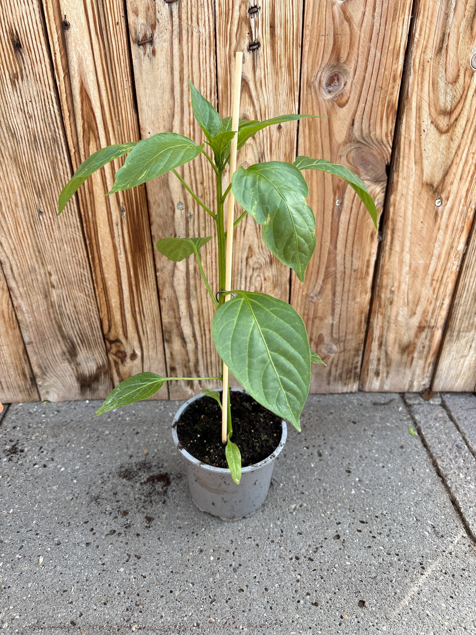 Peper (rood)