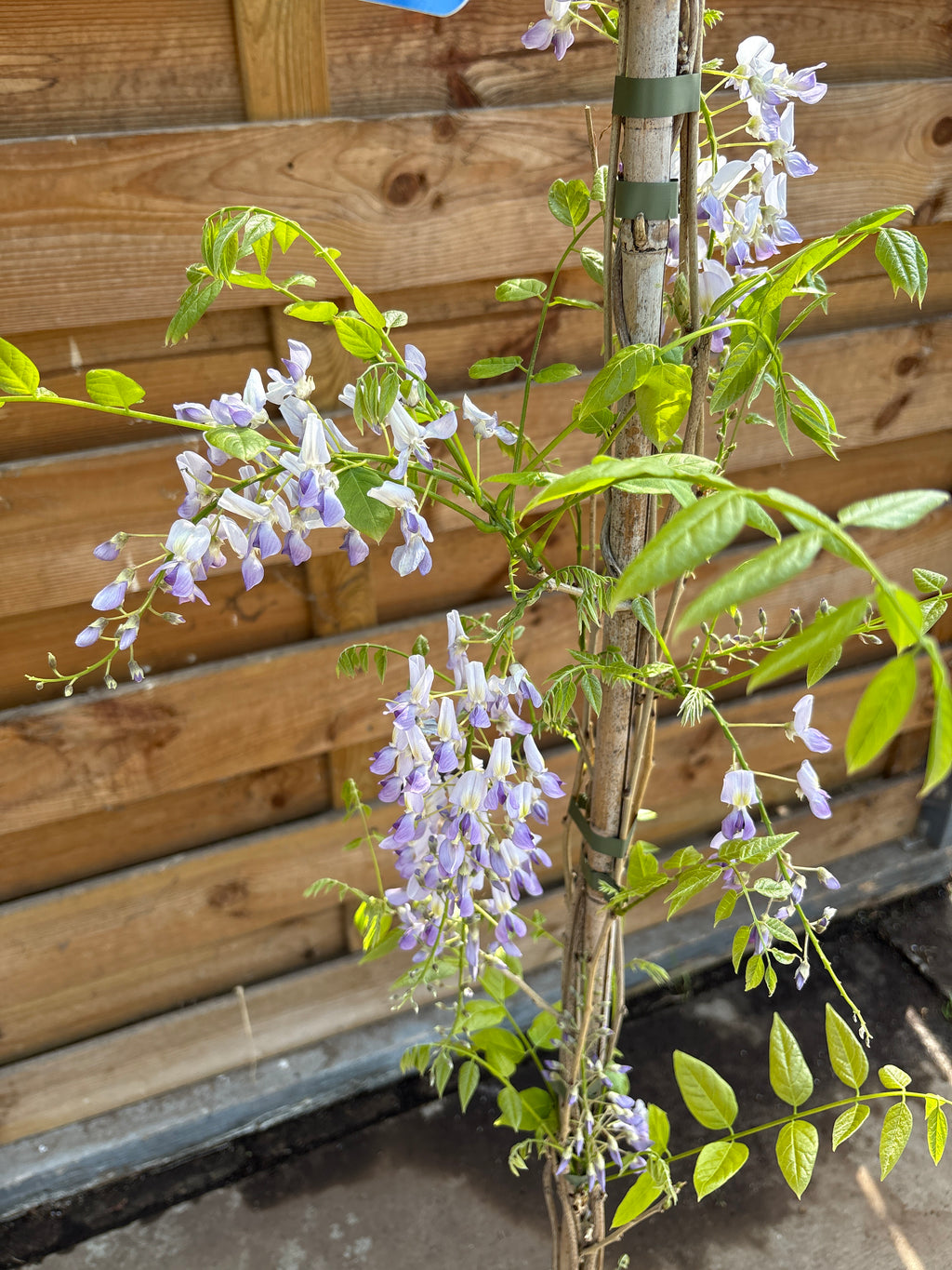 Wisteria floribunda (Blauwe regen)