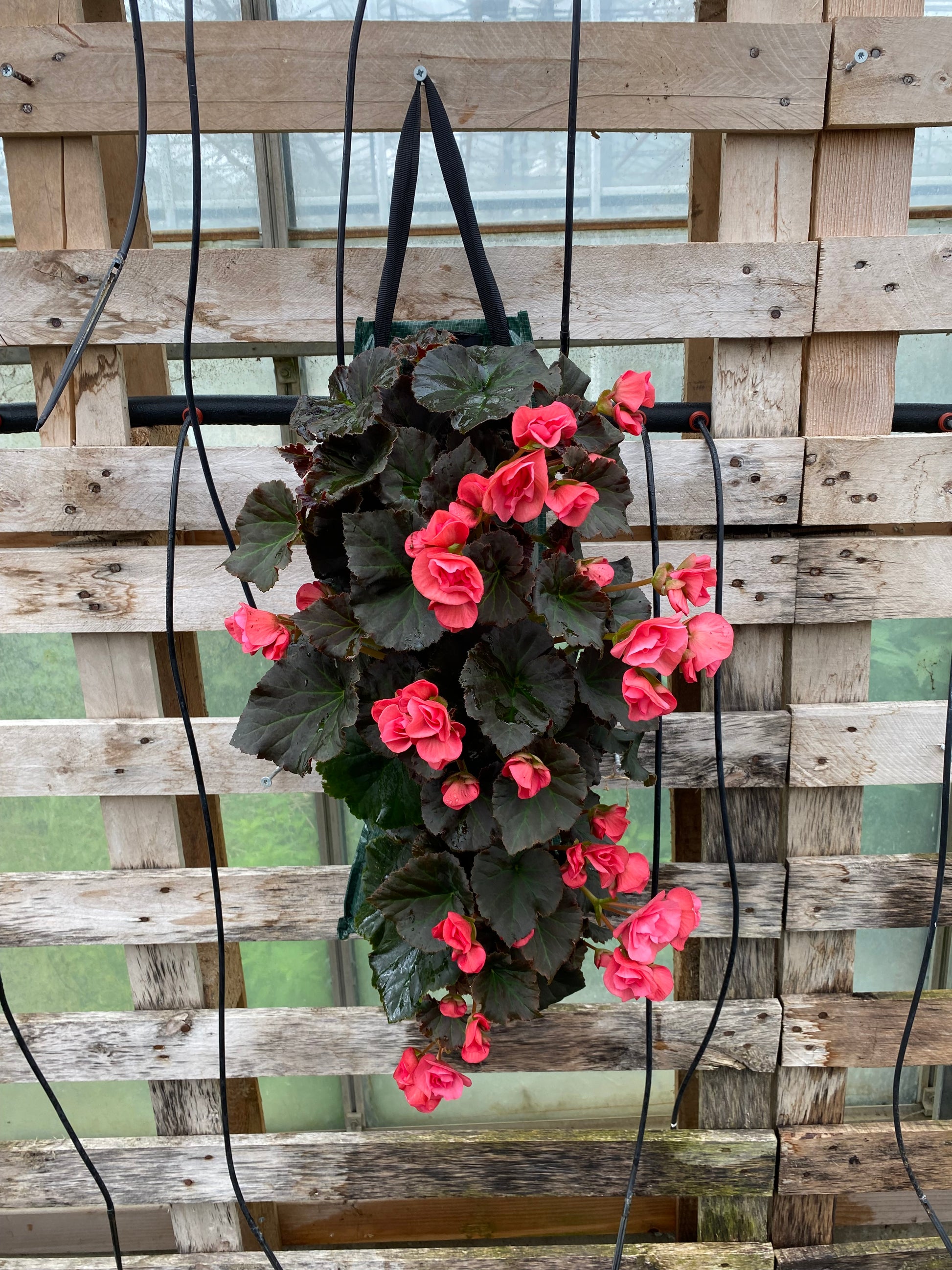 Wandhanger knolbegonia