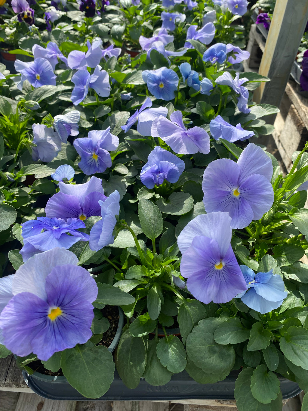Violen großblumig