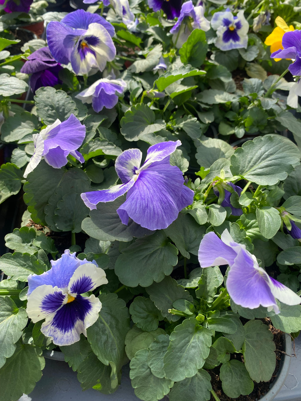 Winterviolen grootbloemig