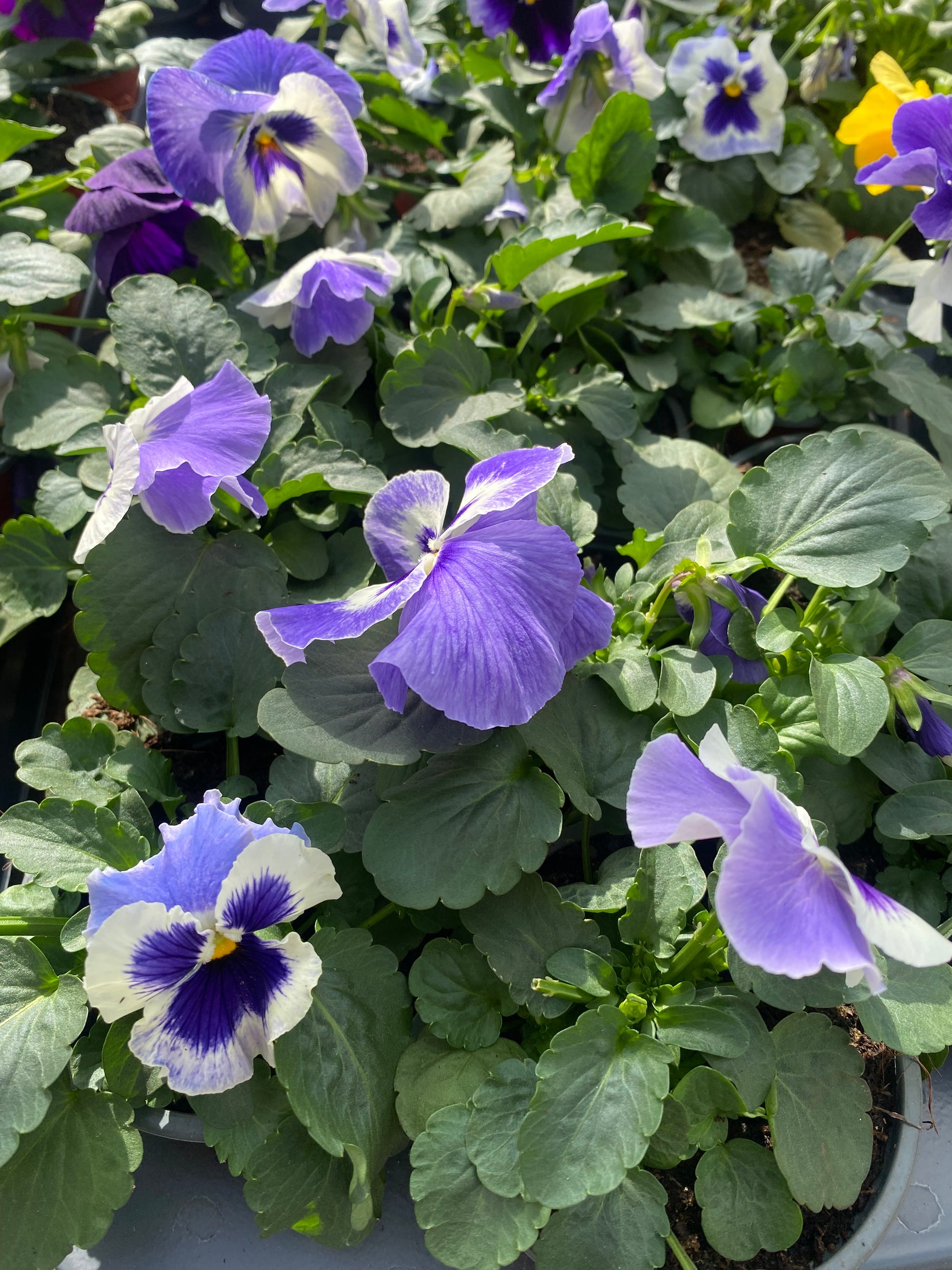 Winterviolen grootbloemig