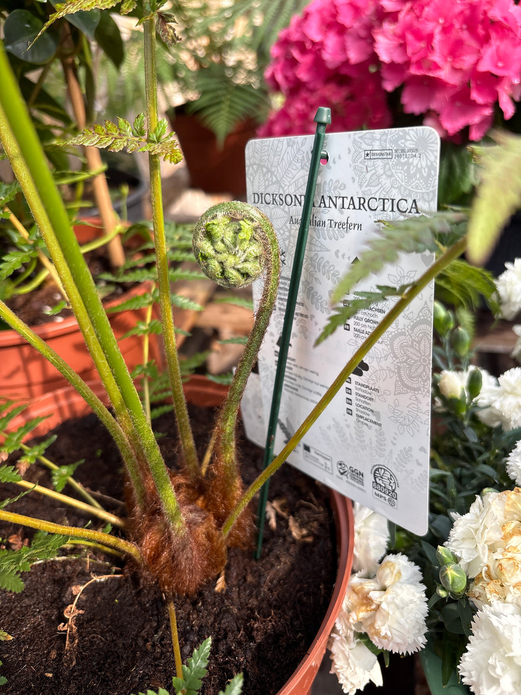 Dicksonia antarctica (varen)