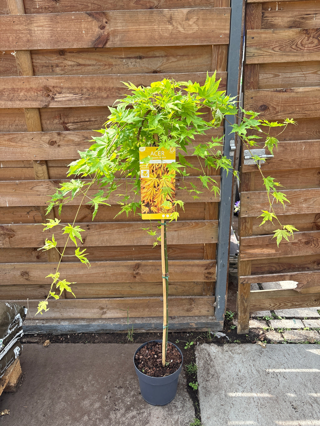 Acer (Japanse esdoorn)