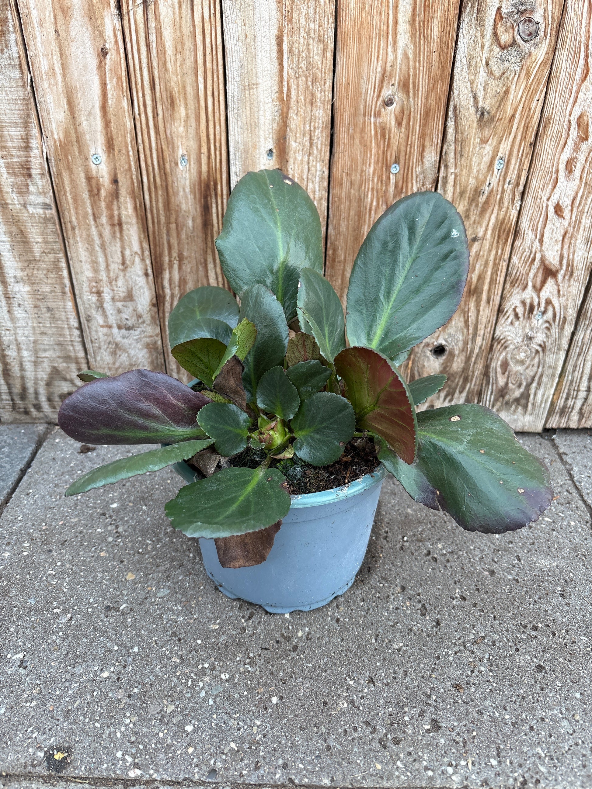 Bergenia vaste plant