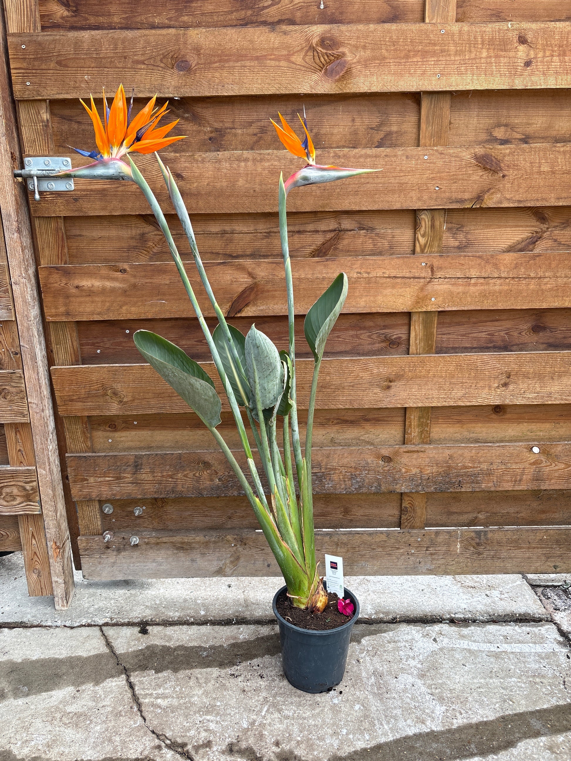 Strelitzia reginae