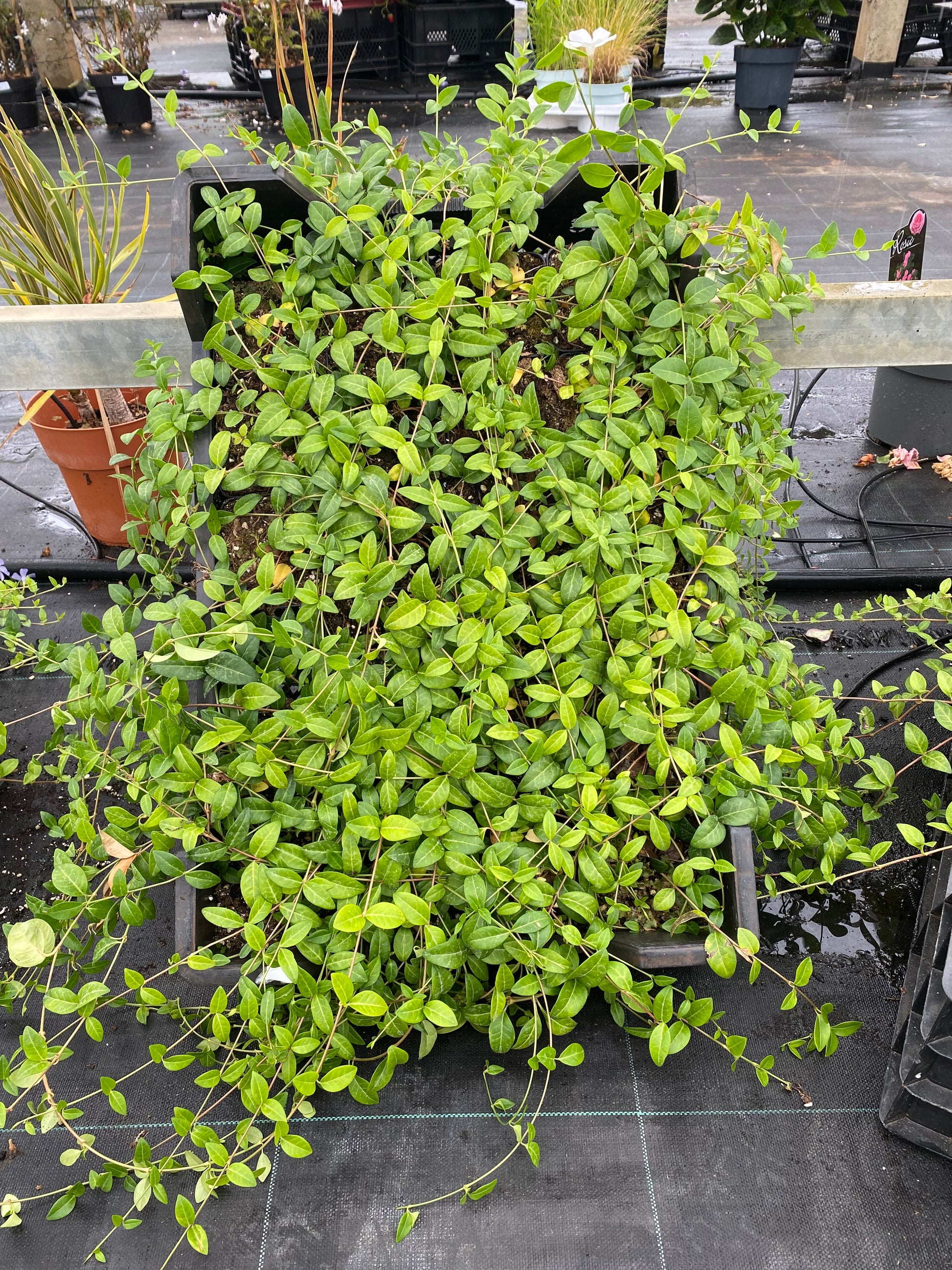 Vinca