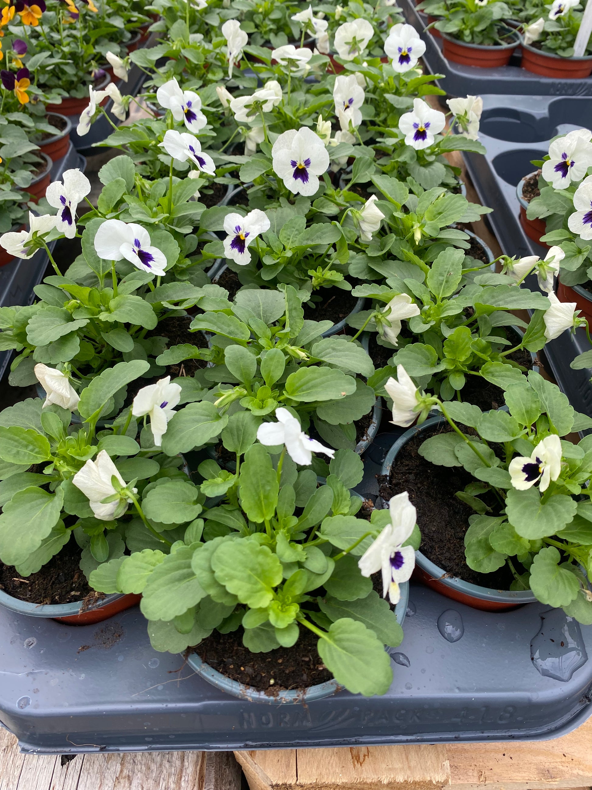 Winterviolen kleinbloemig