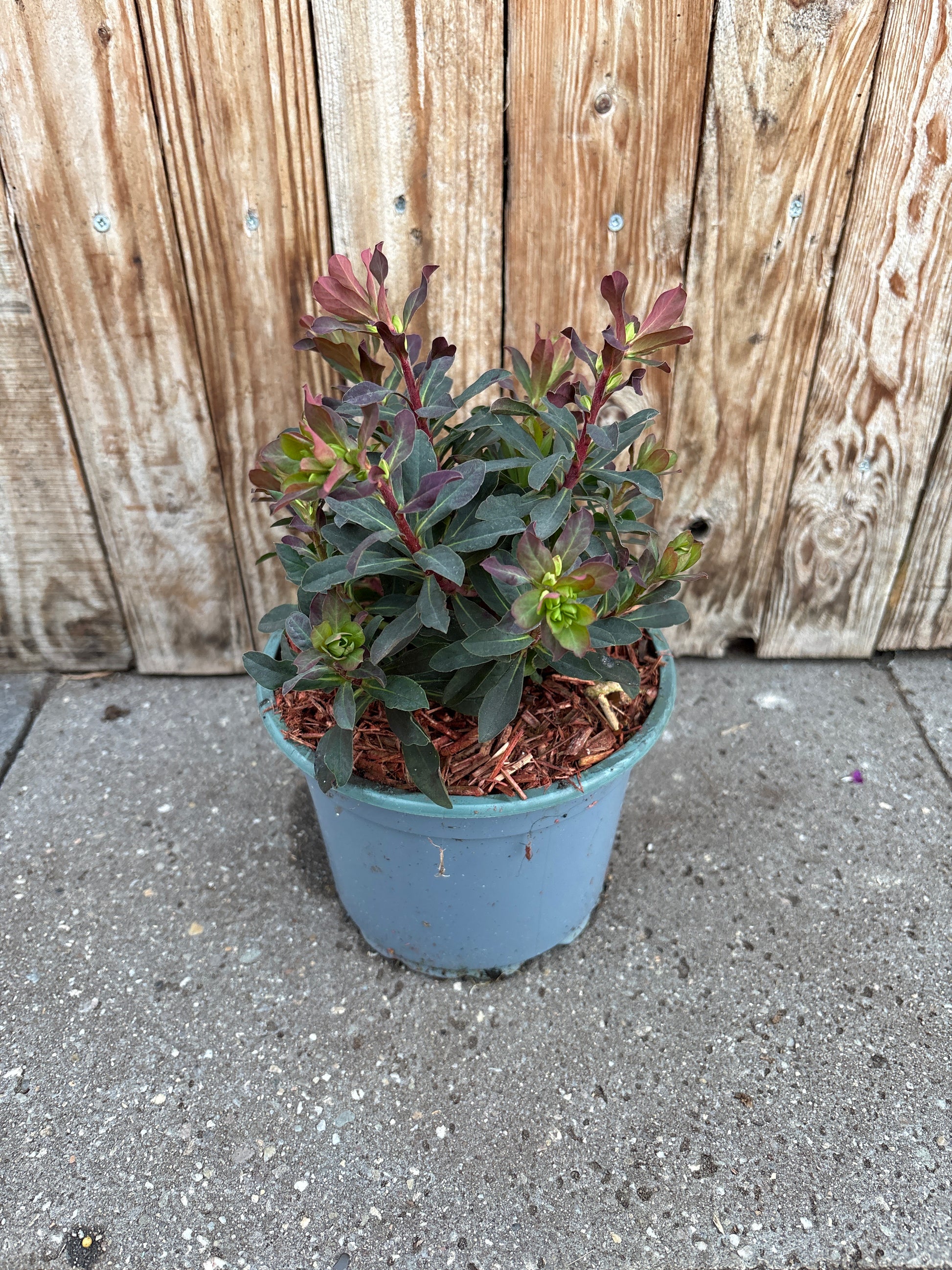 Euphorbia amygdaloides vaste plant