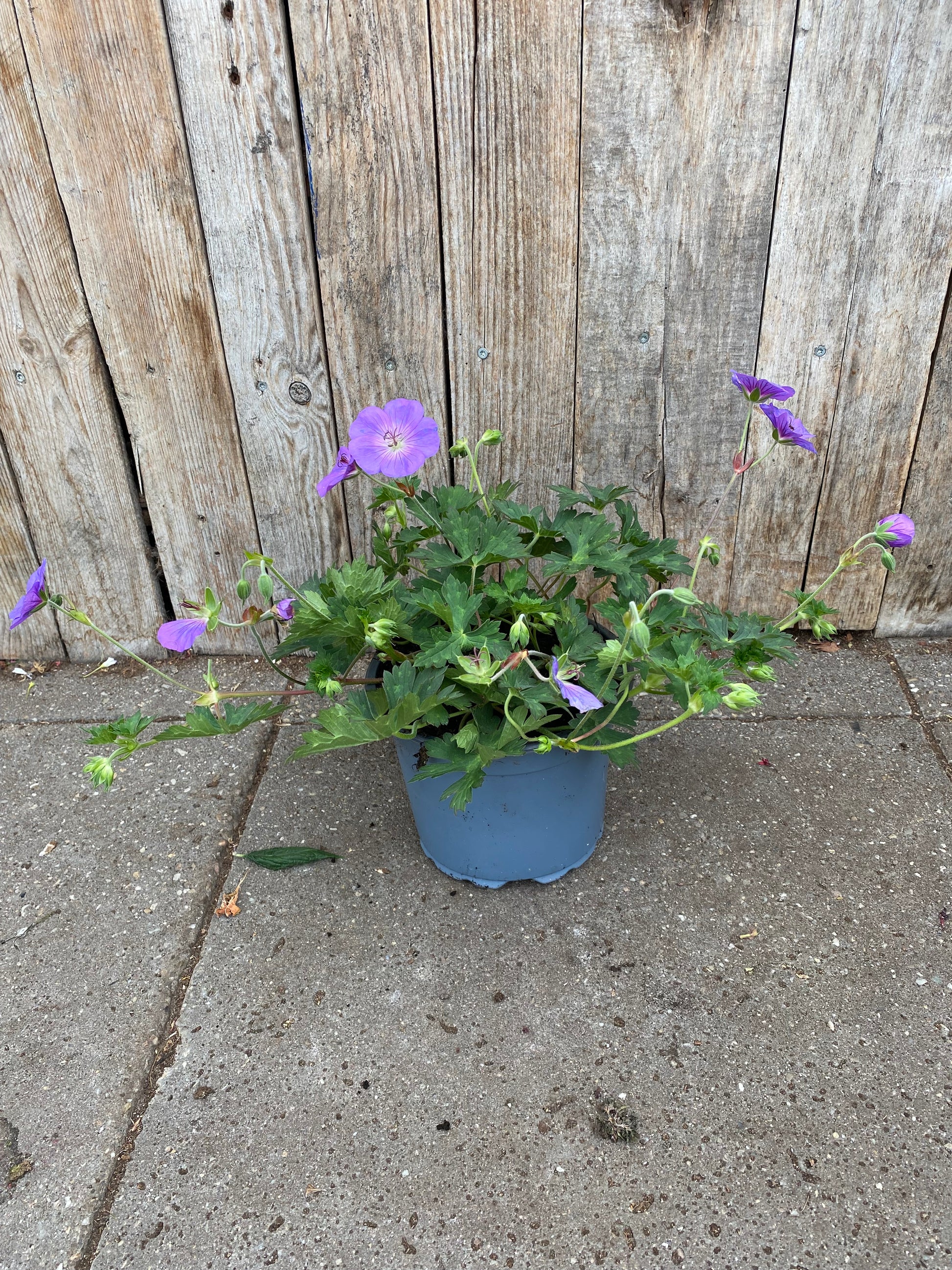 Geranium vaste plant