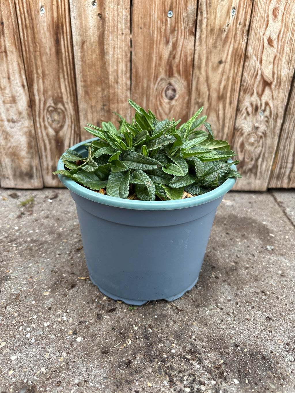 Stachys officinalis vaste plant