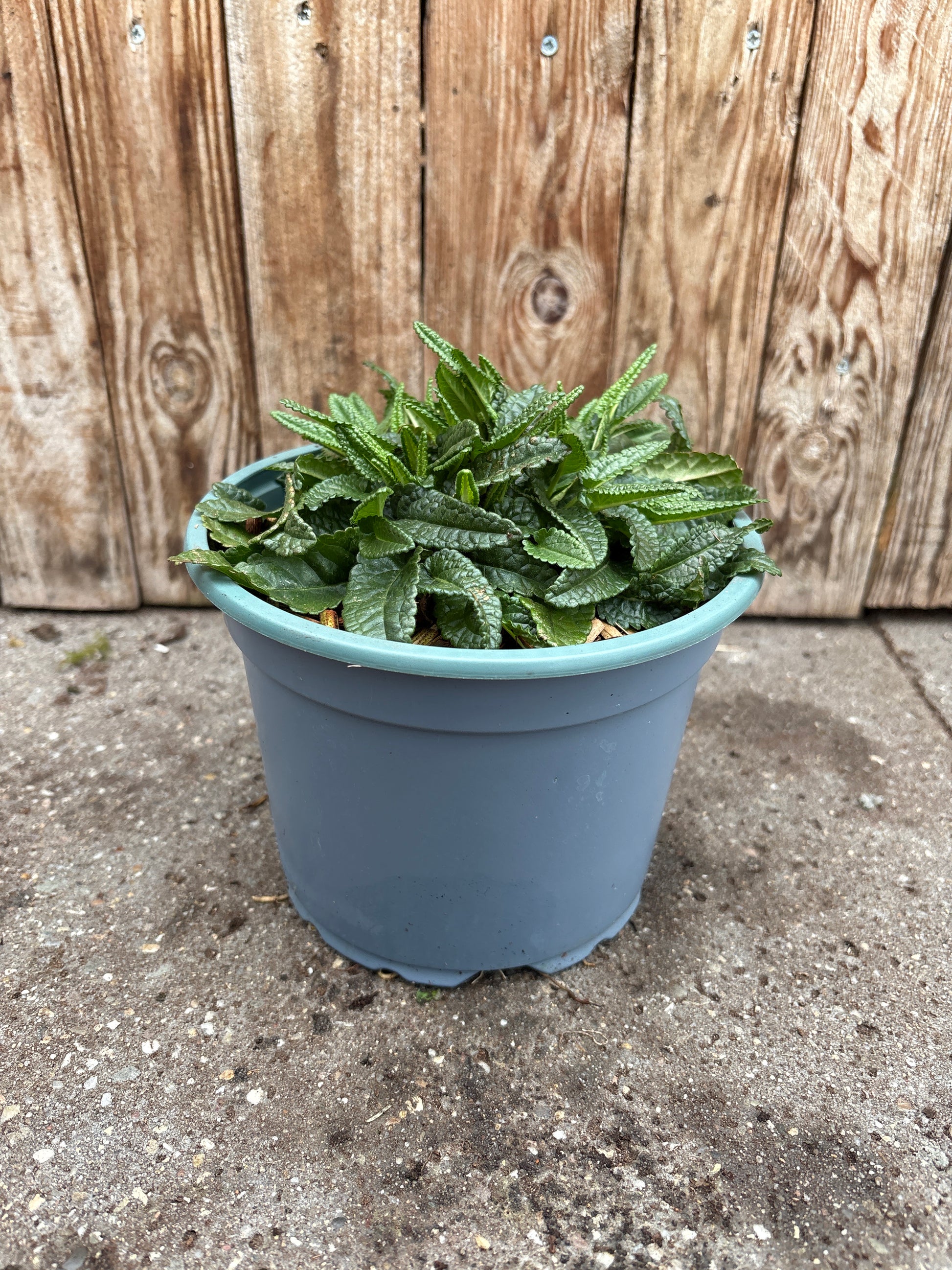 Stachys officinalis vaste plant