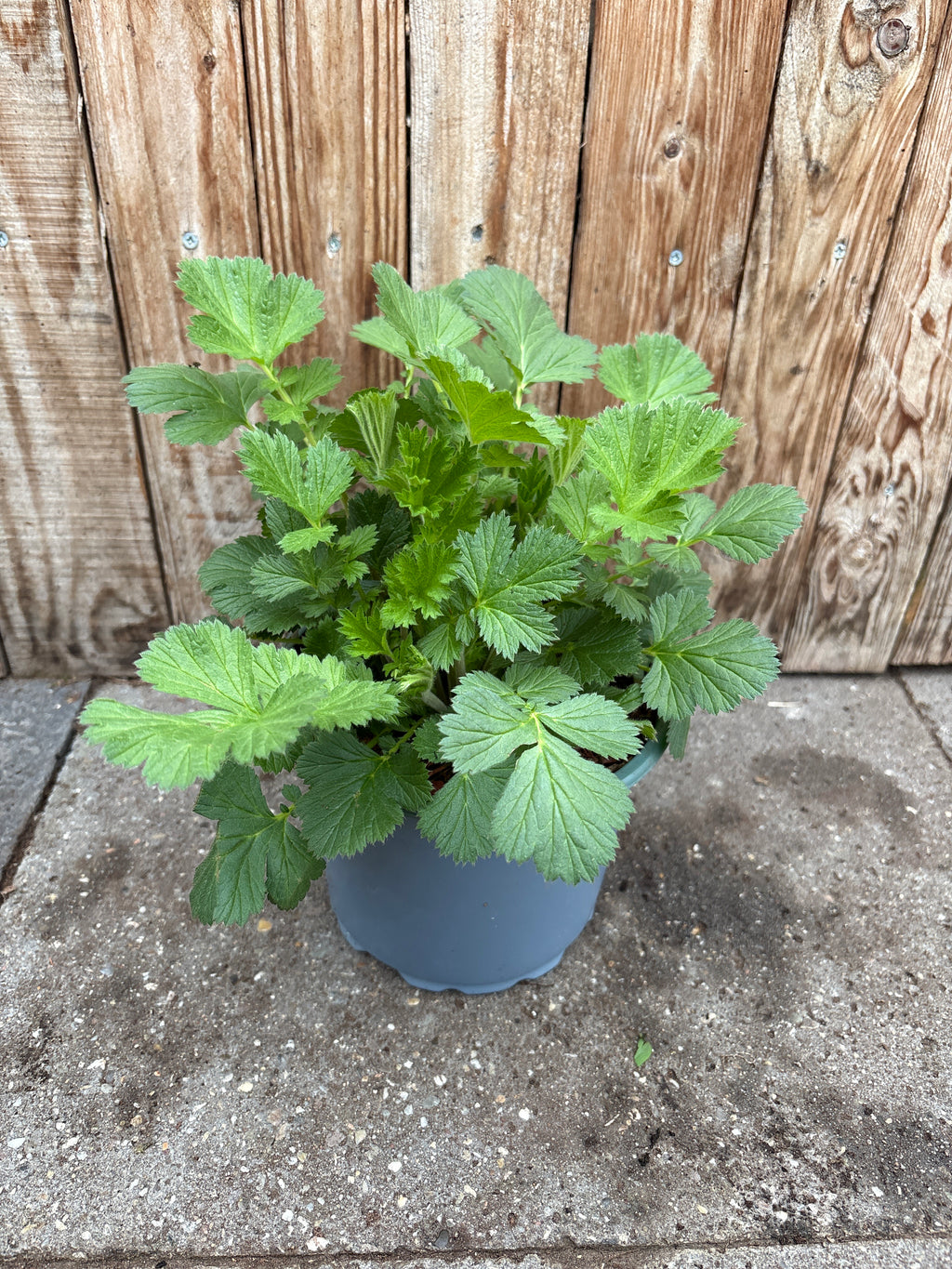 Nelkenwurz (Geum) Staude
