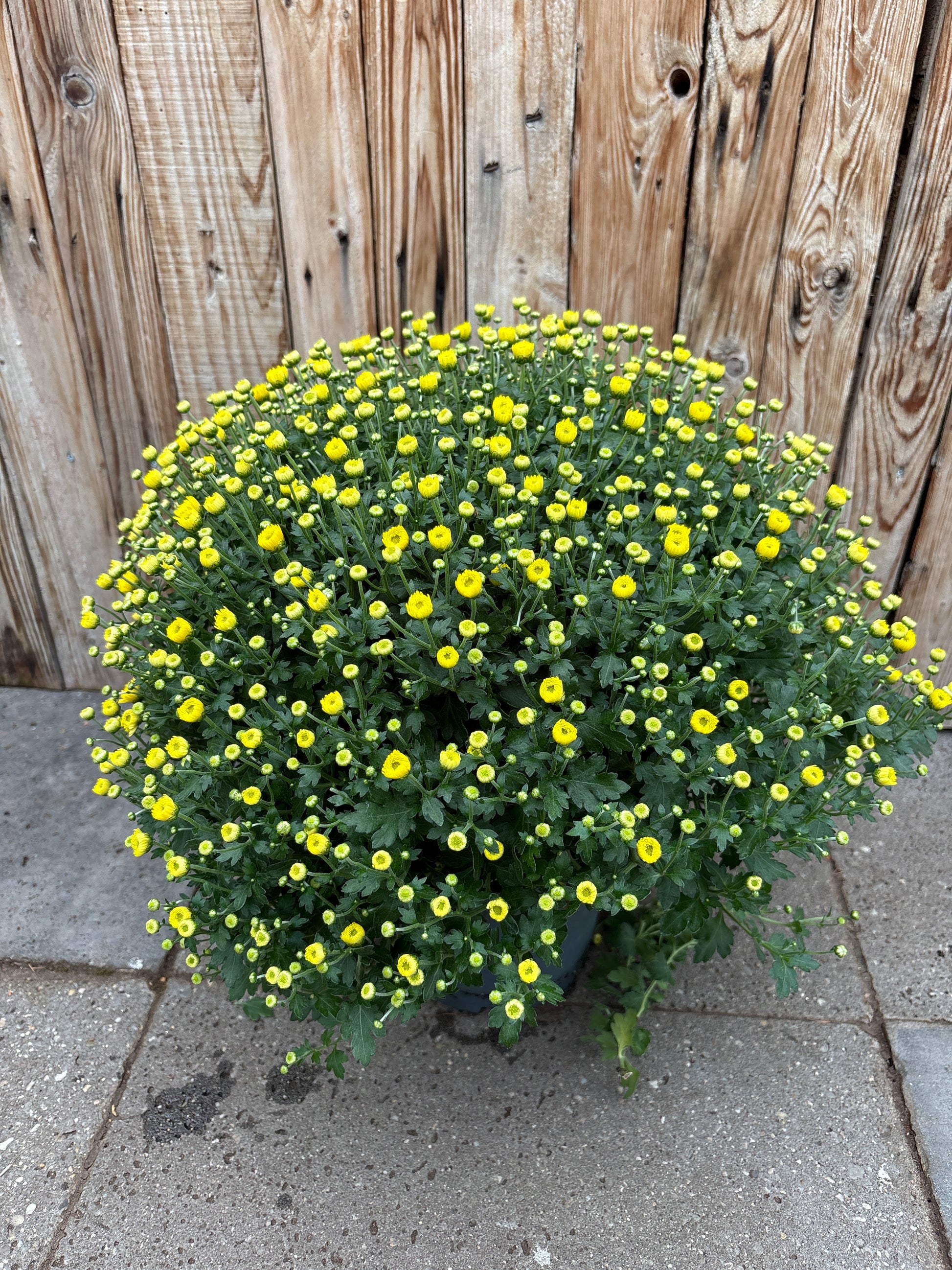 Bolchrysant