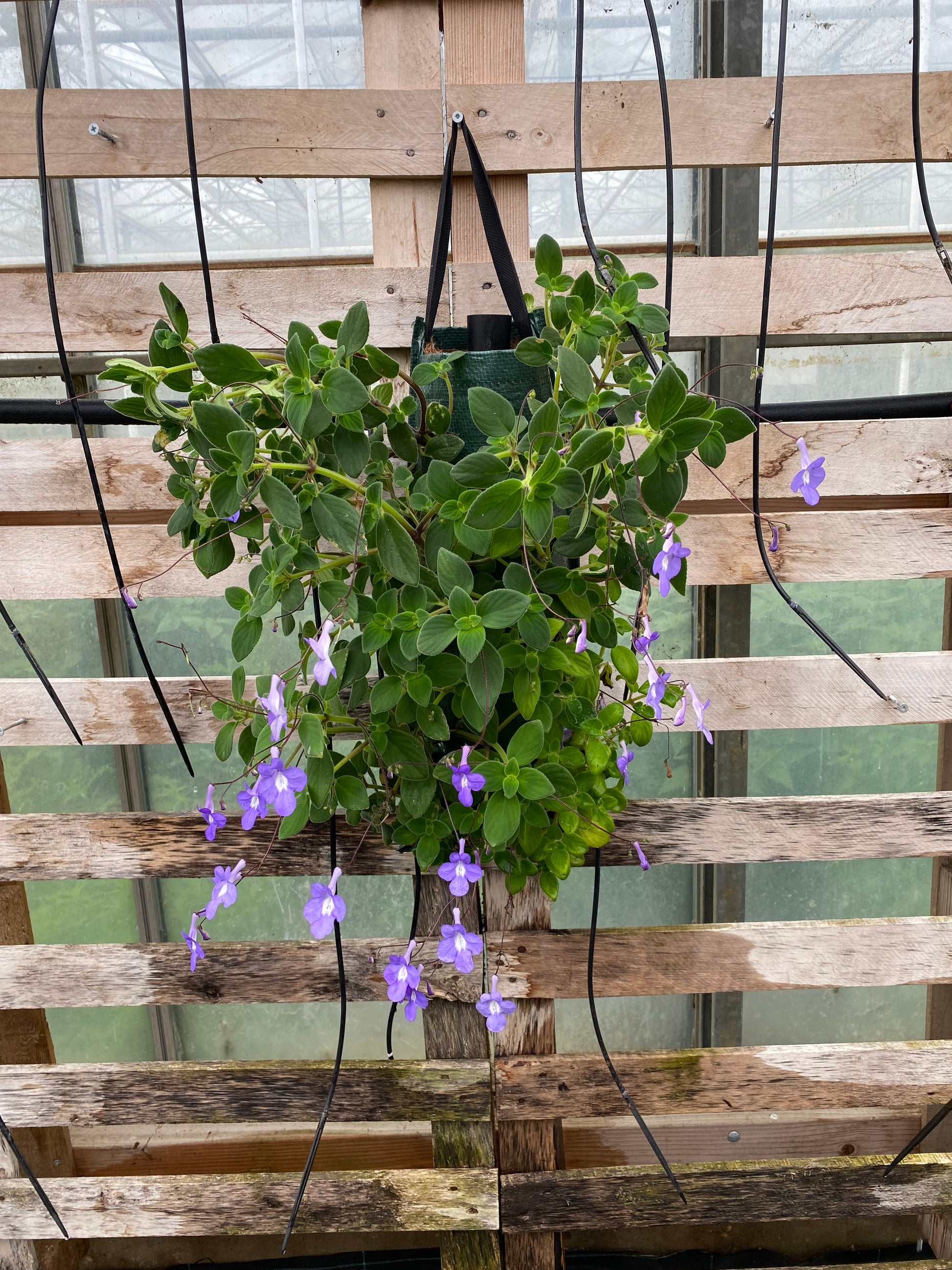 Wandhanger streptocarpus