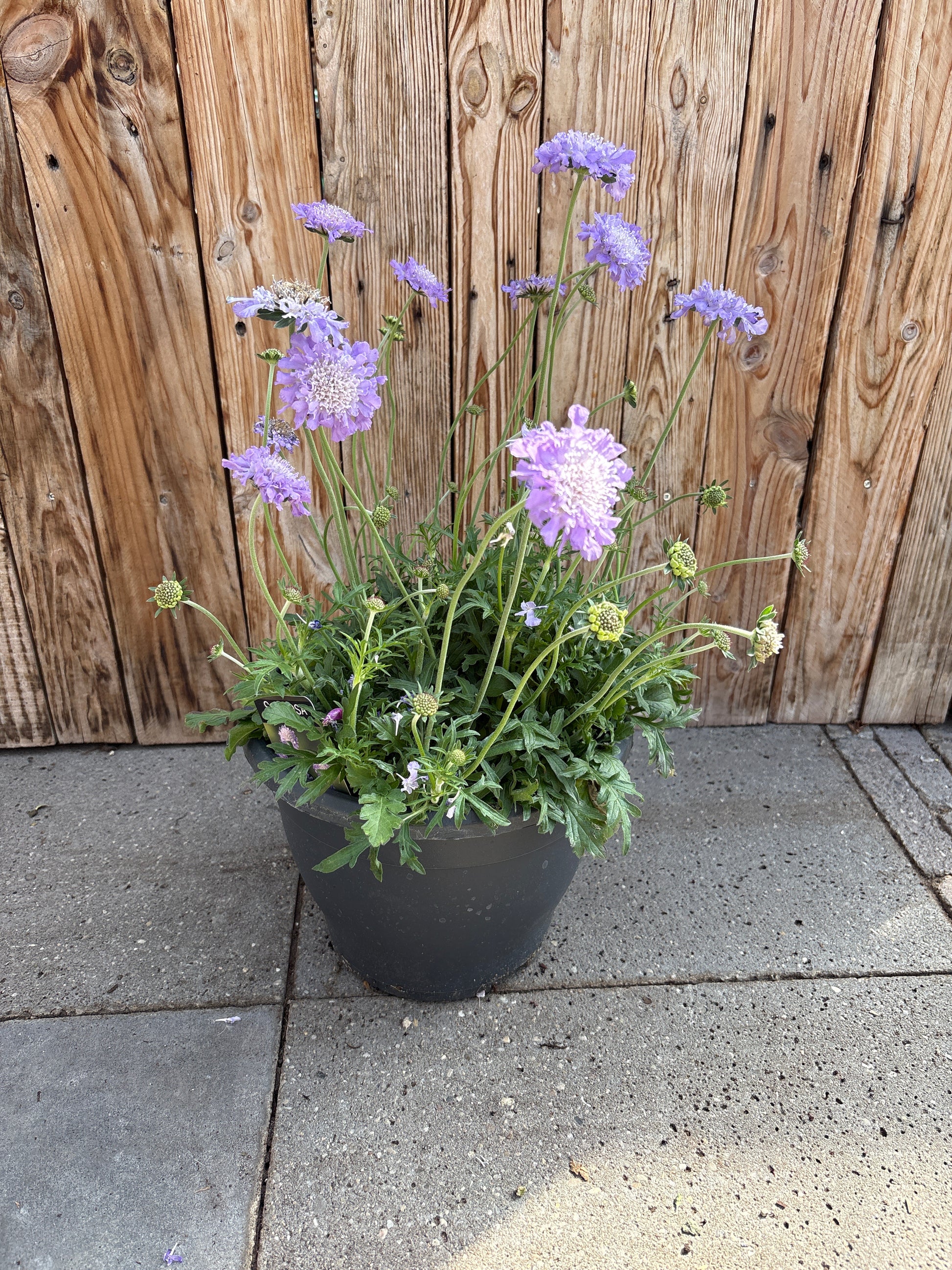 Scabiosa struik