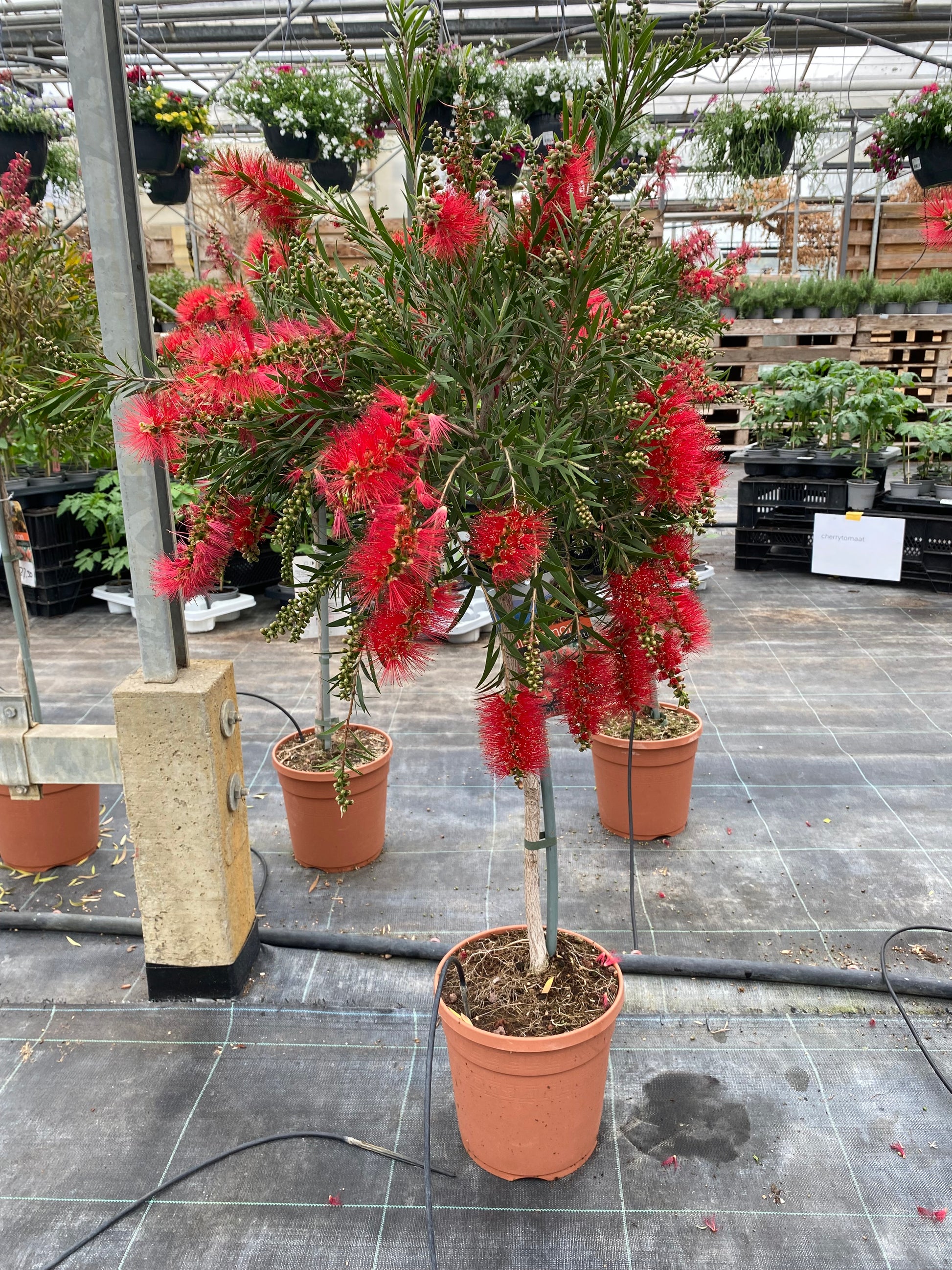 Callistemon masotti