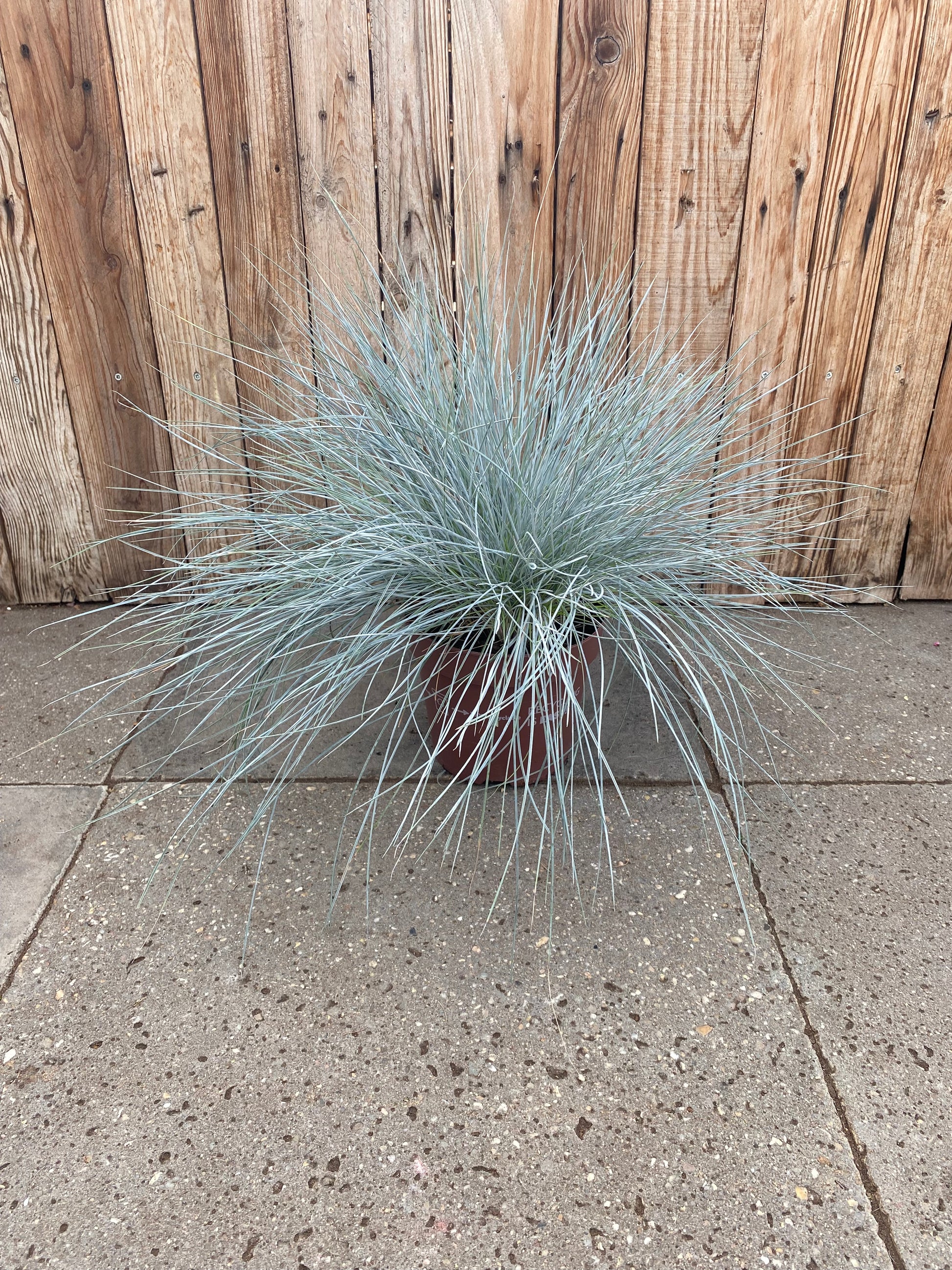 Festuca Glauca (gras)