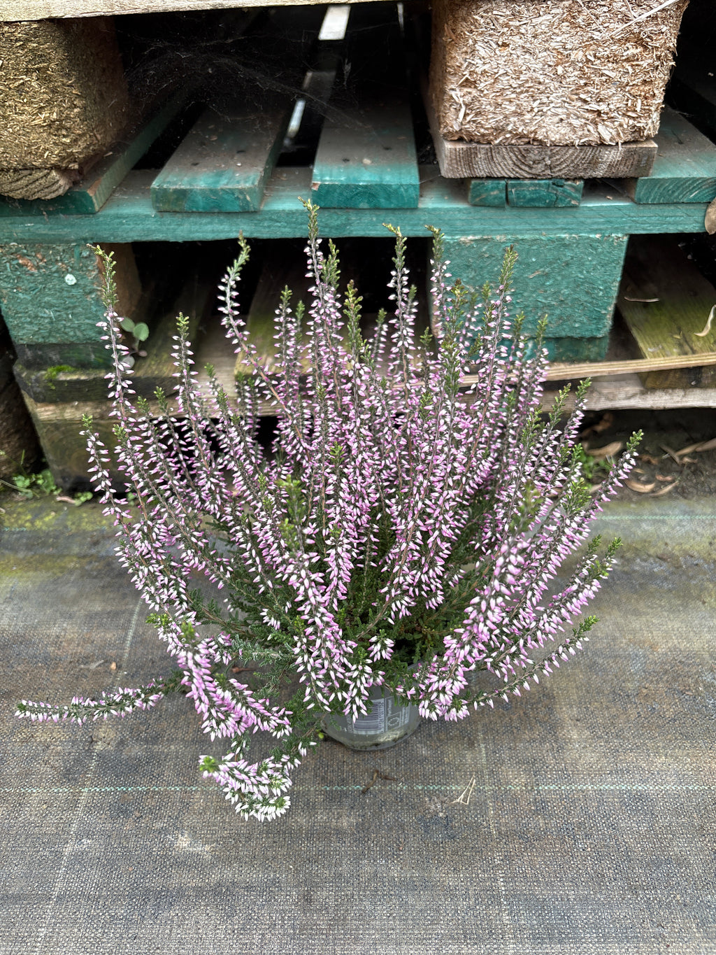 Calluna (heide)