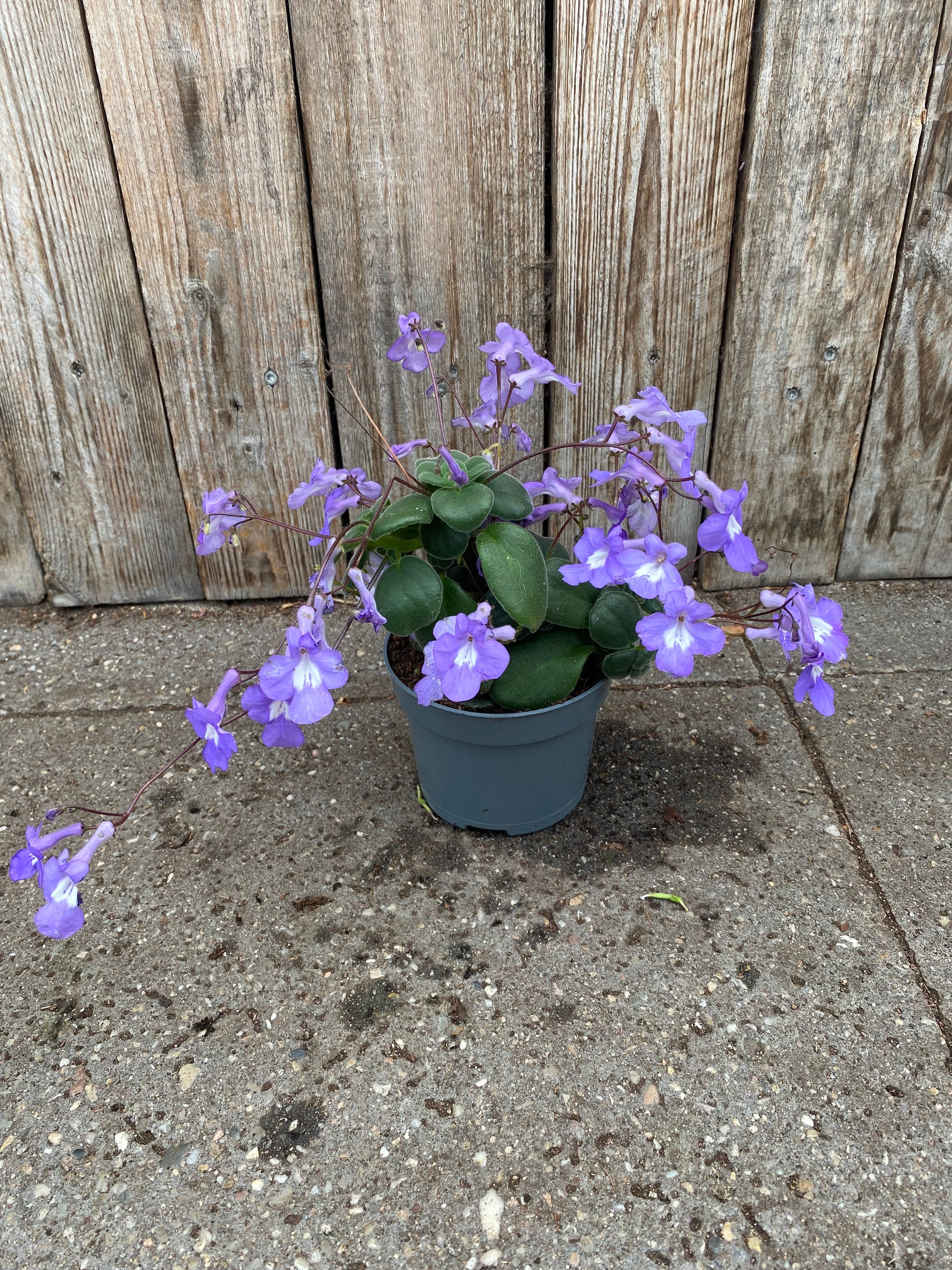 Streptocarpus