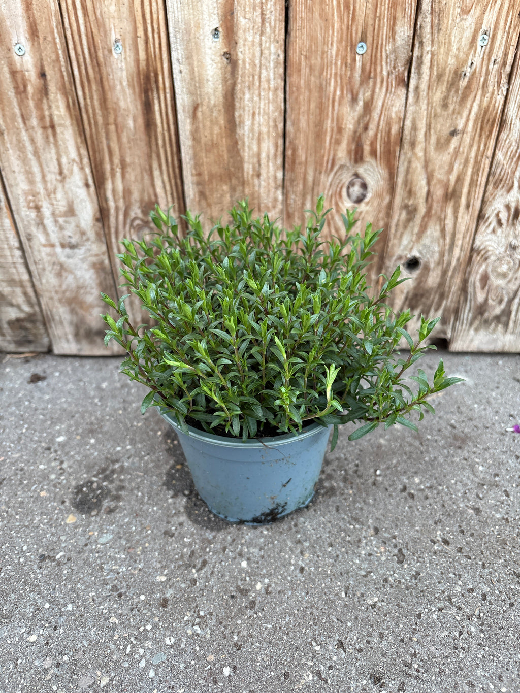Arenaria montana vaste plant