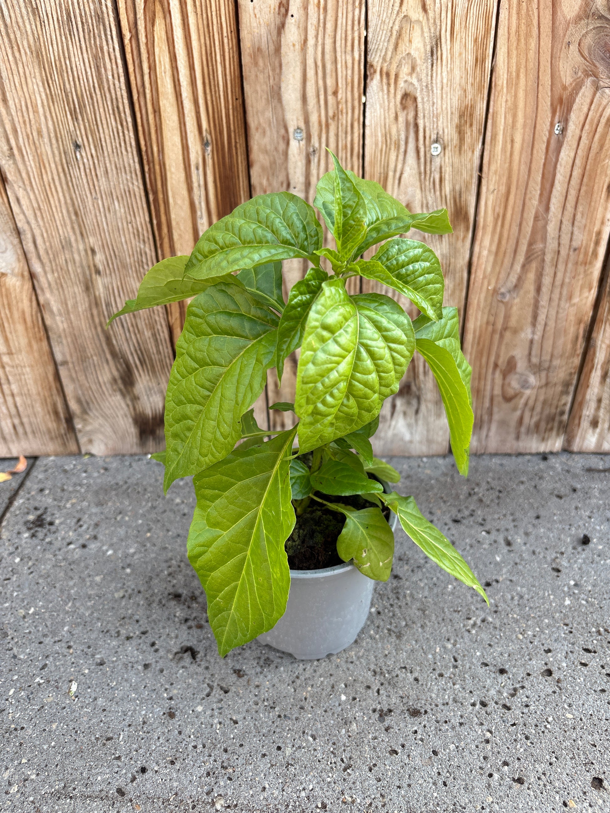 Peper (Habenero rood)