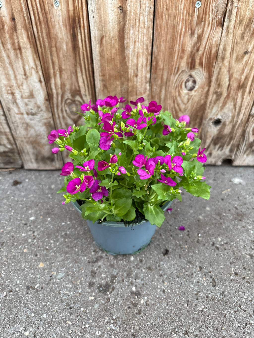 Arabis caucasica vaste plant