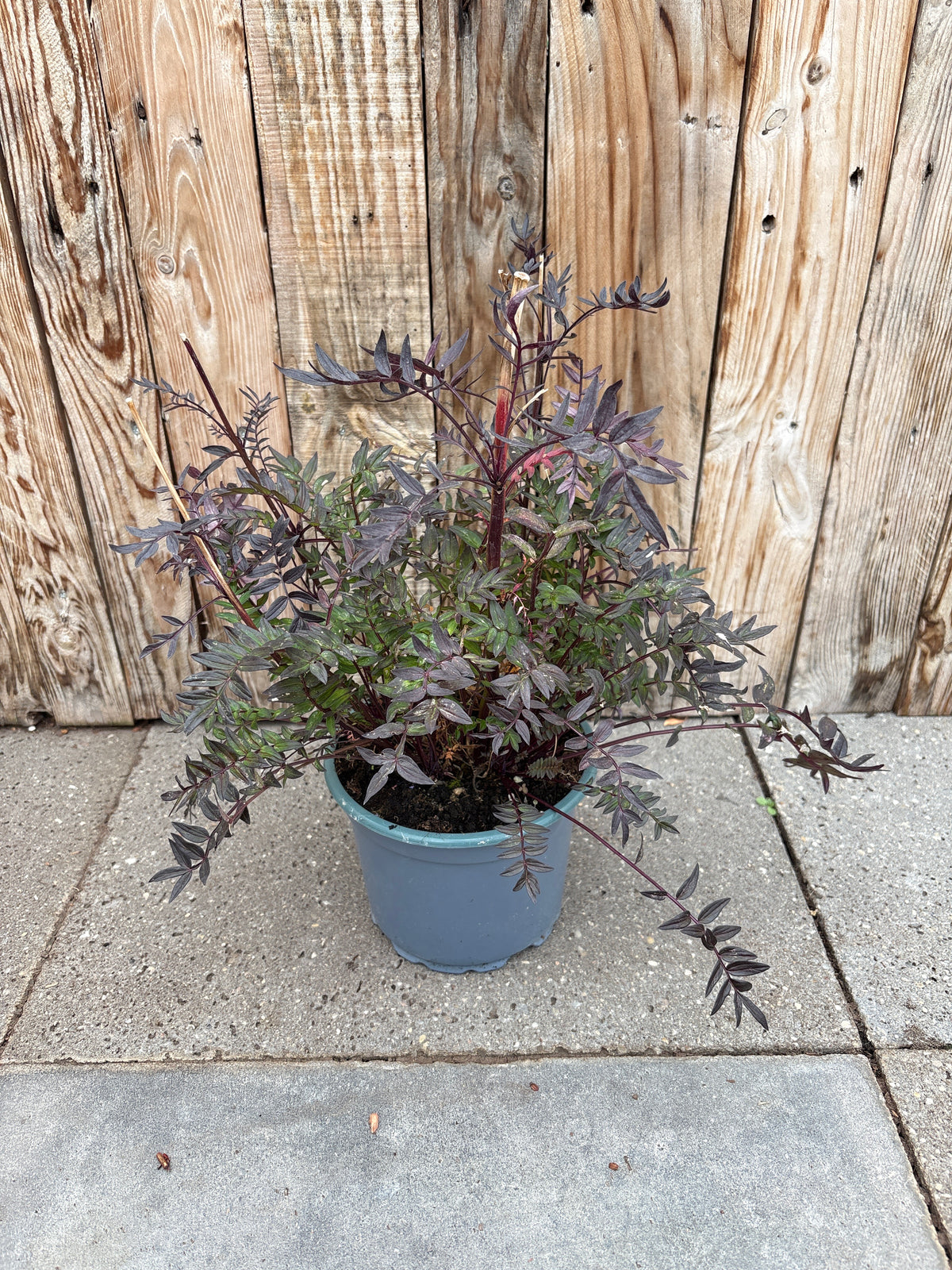 Polemonium ‘bressingham purple’