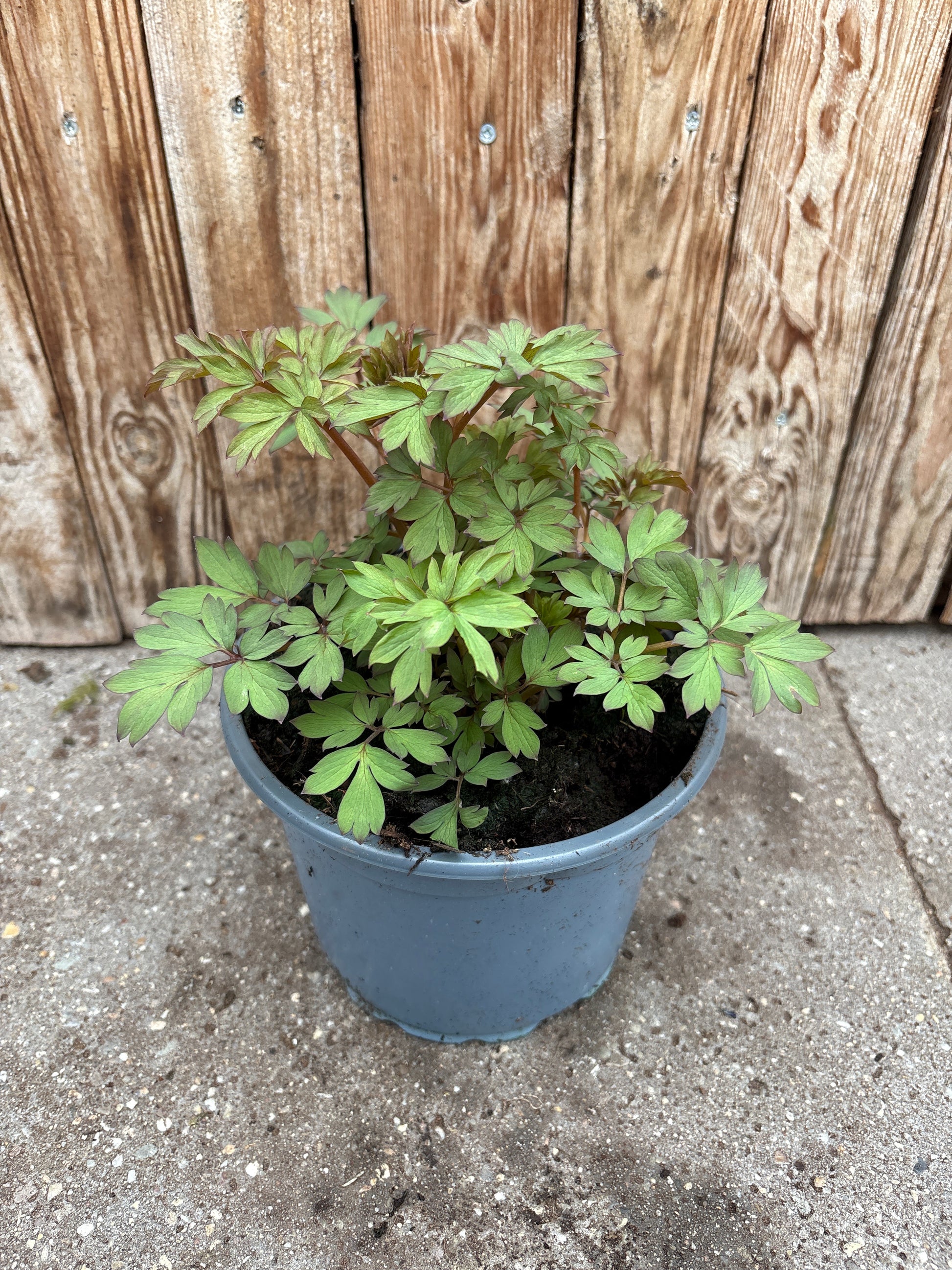 Dicentra spectabilis vaste plant