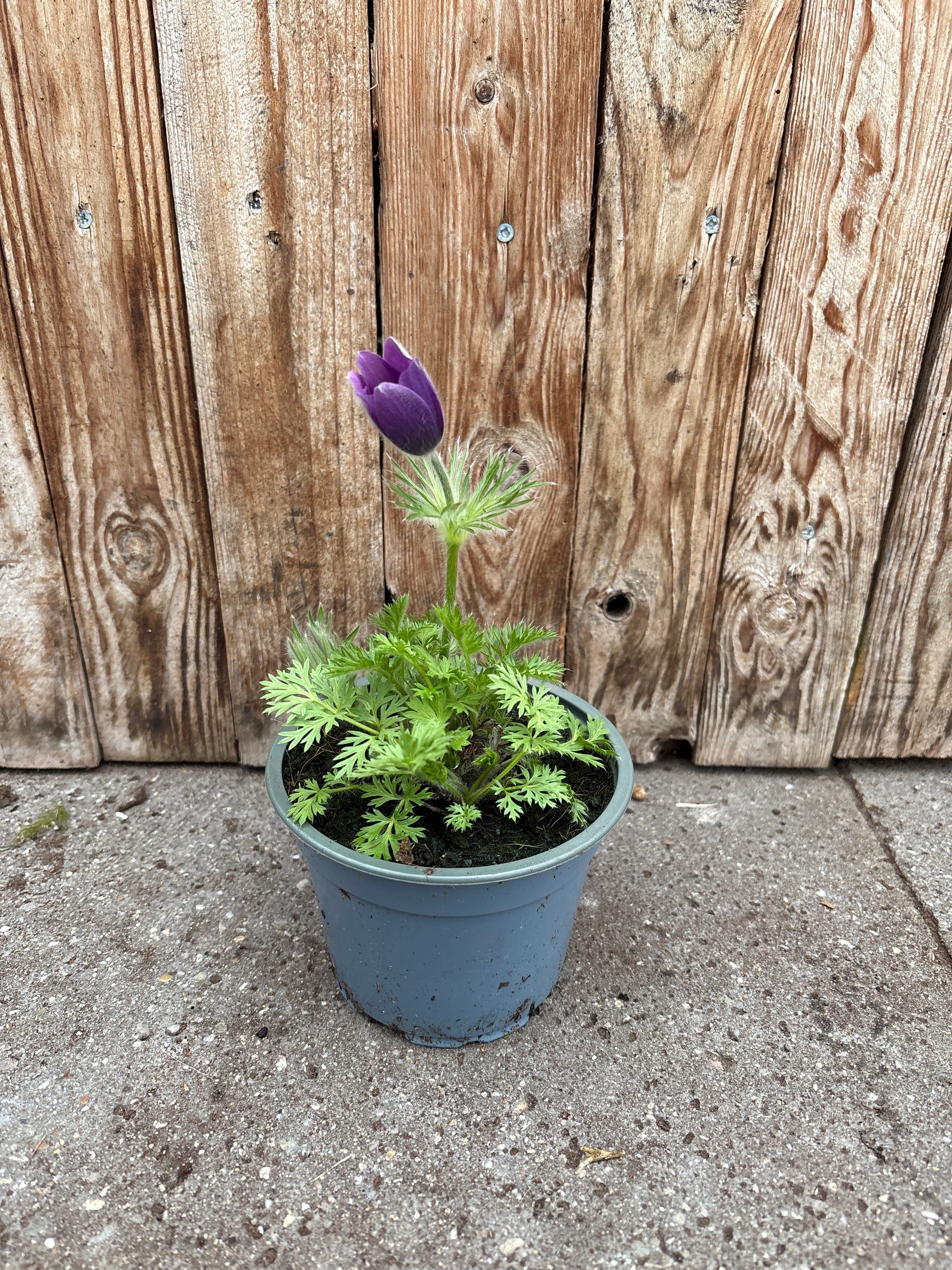 Pulsatilla vulgaris vaste plant