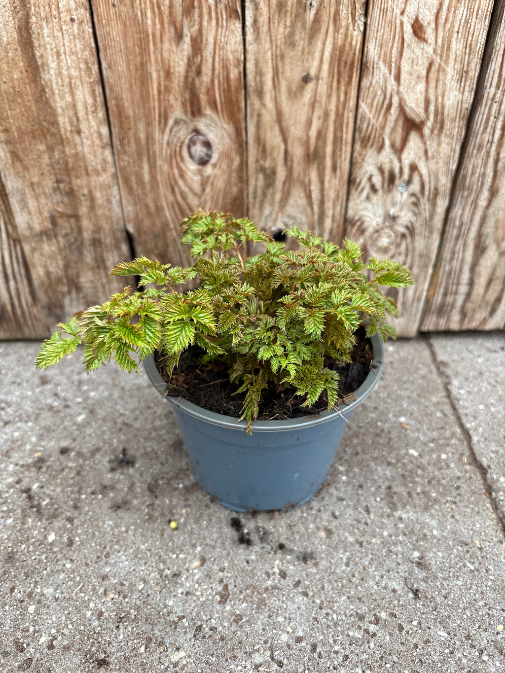 Aruncus aethusifolius vaste plant