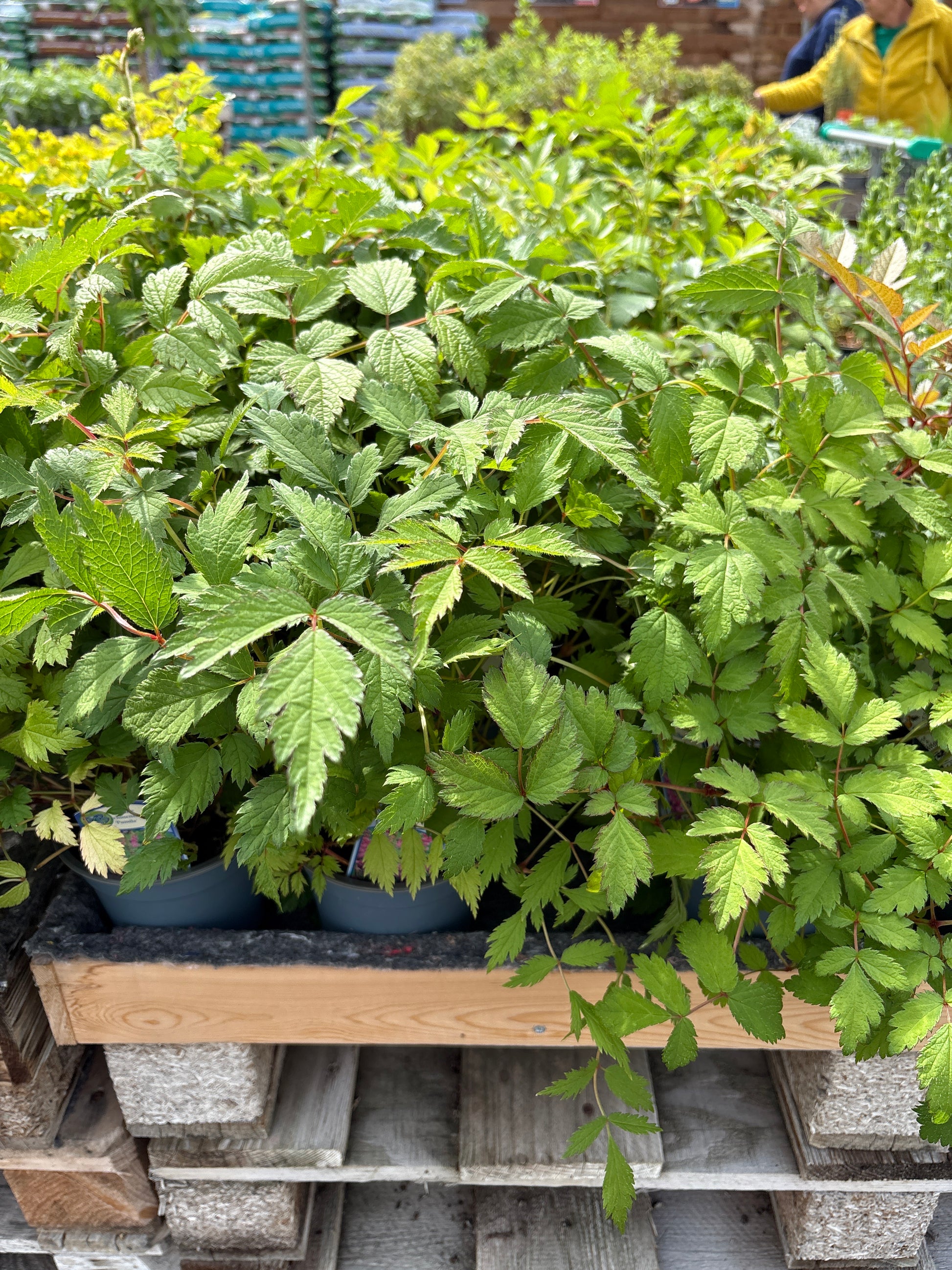 Astilbe perennial