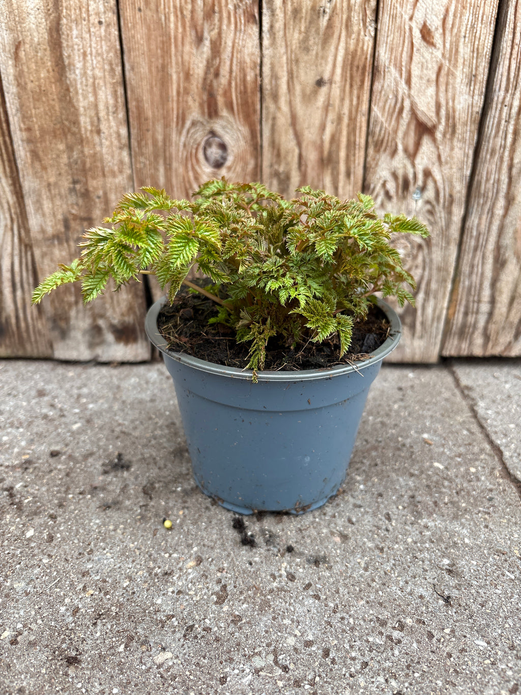 Aruncus aethusifolius vaste plant
