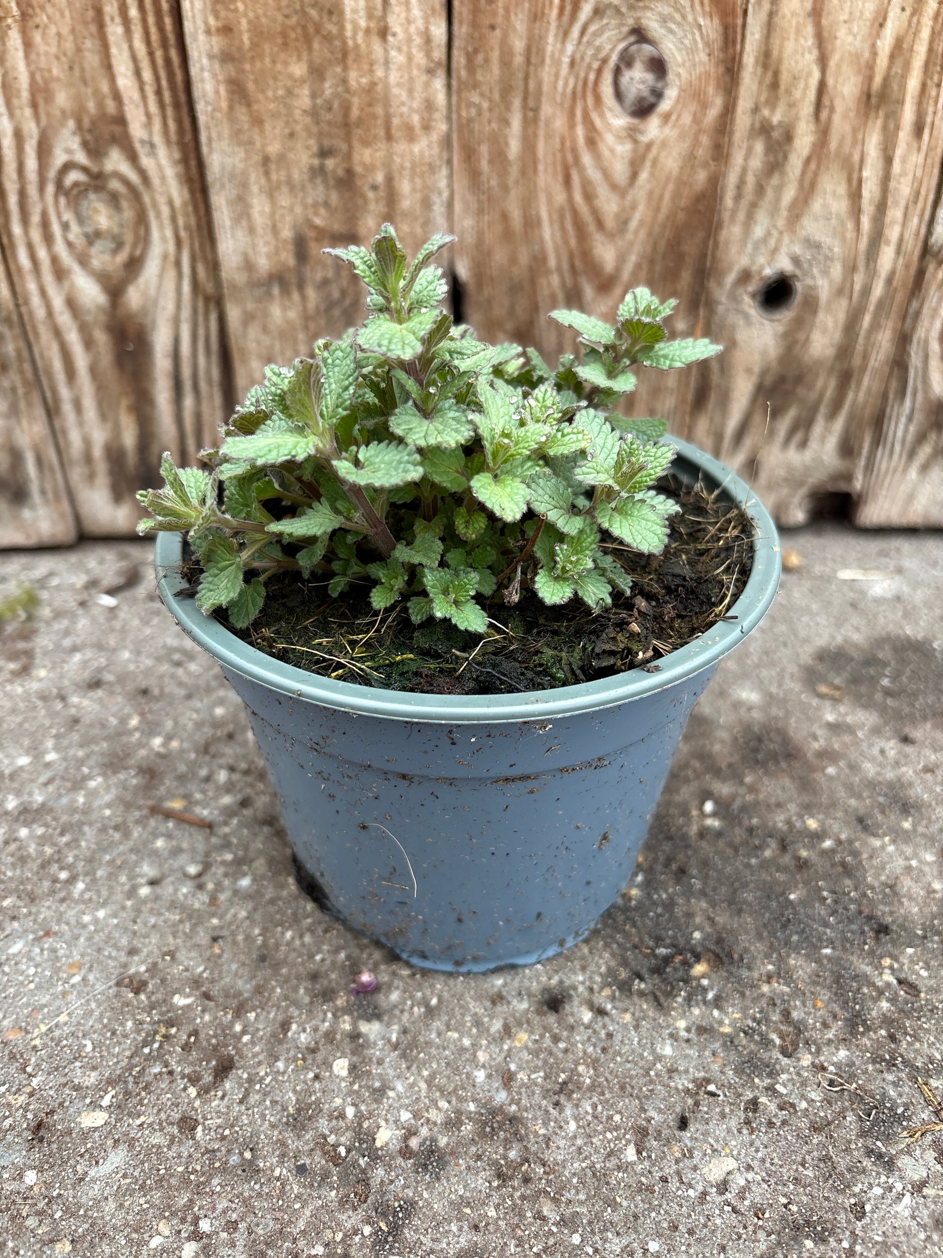 Nepeta Faassenii vaste plant