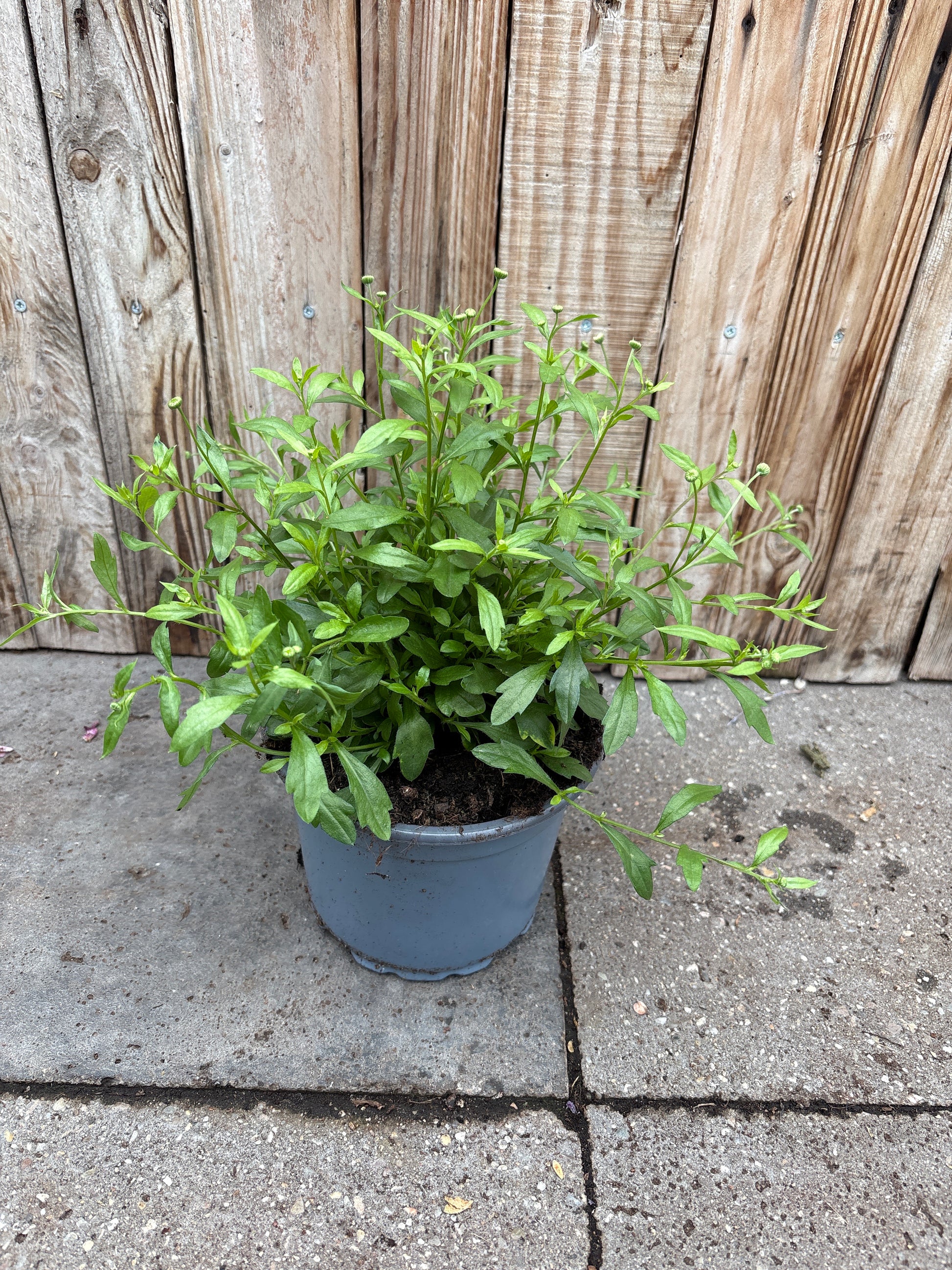 Erigeron karvinskianus vaste plant