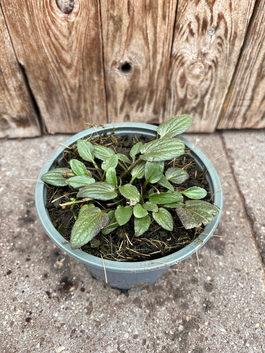 Rudbeckia fulgida vaste plant
