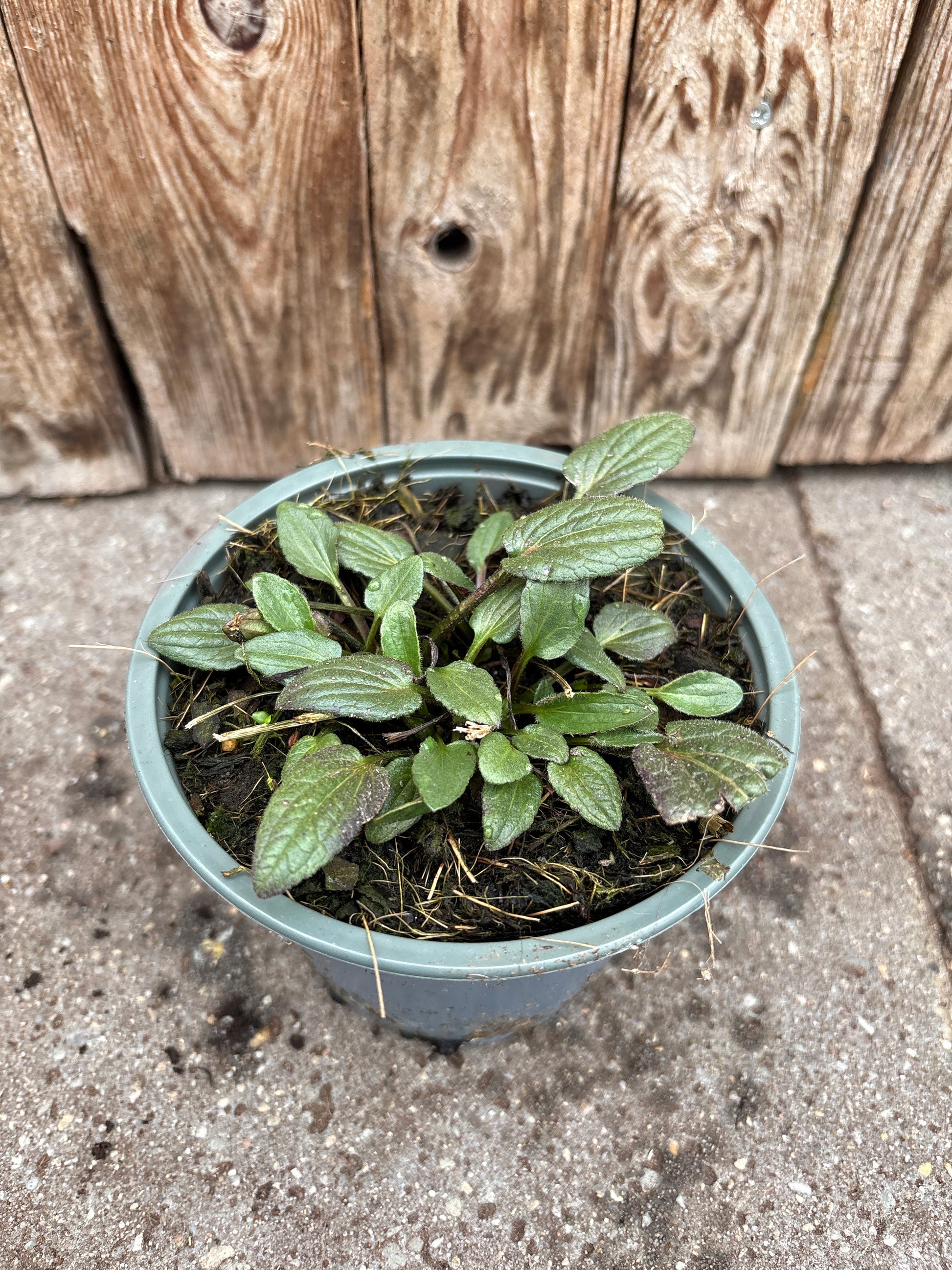 Rudbeckia fulgida vaste plant