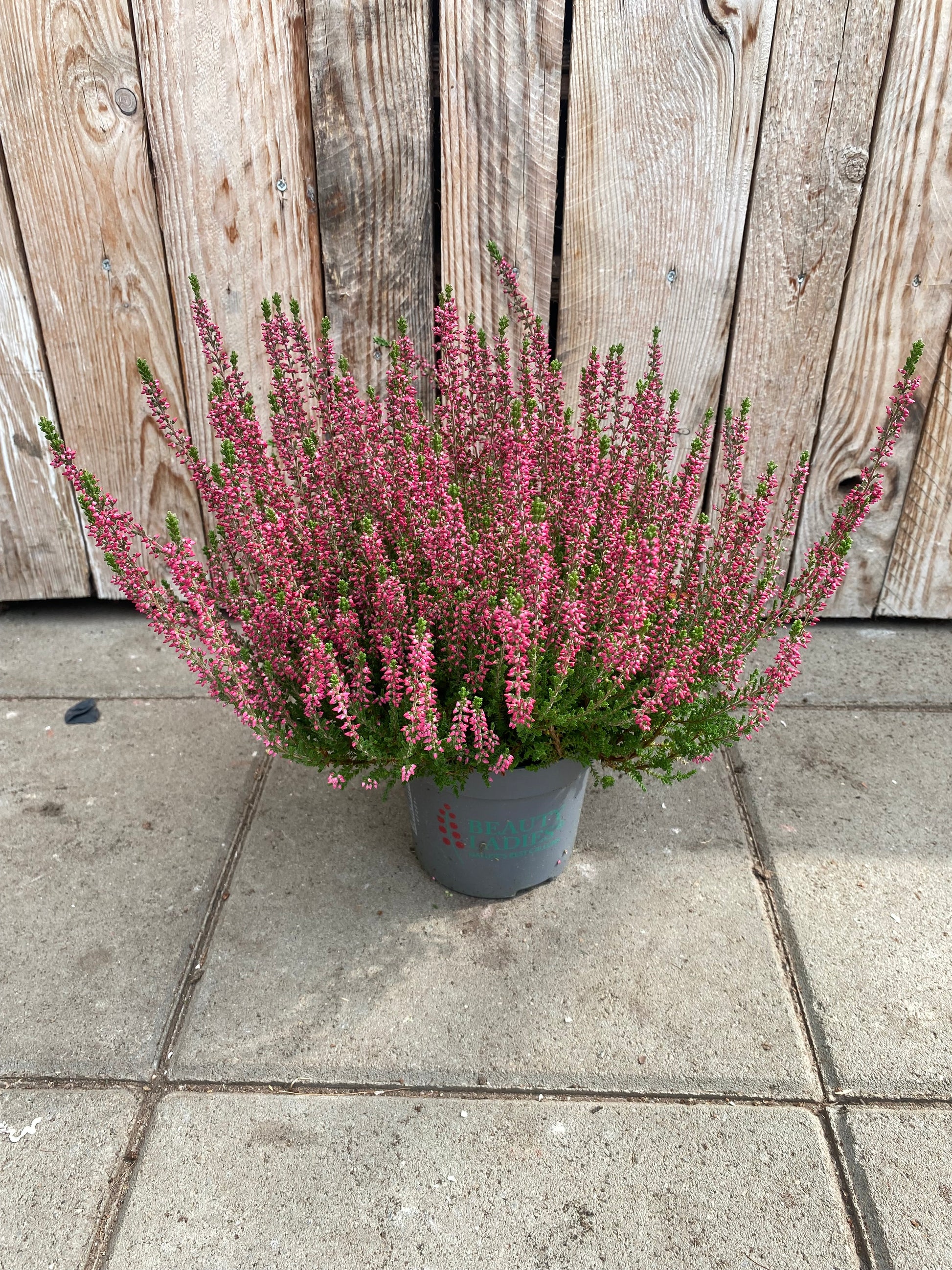 Calluna (heide)