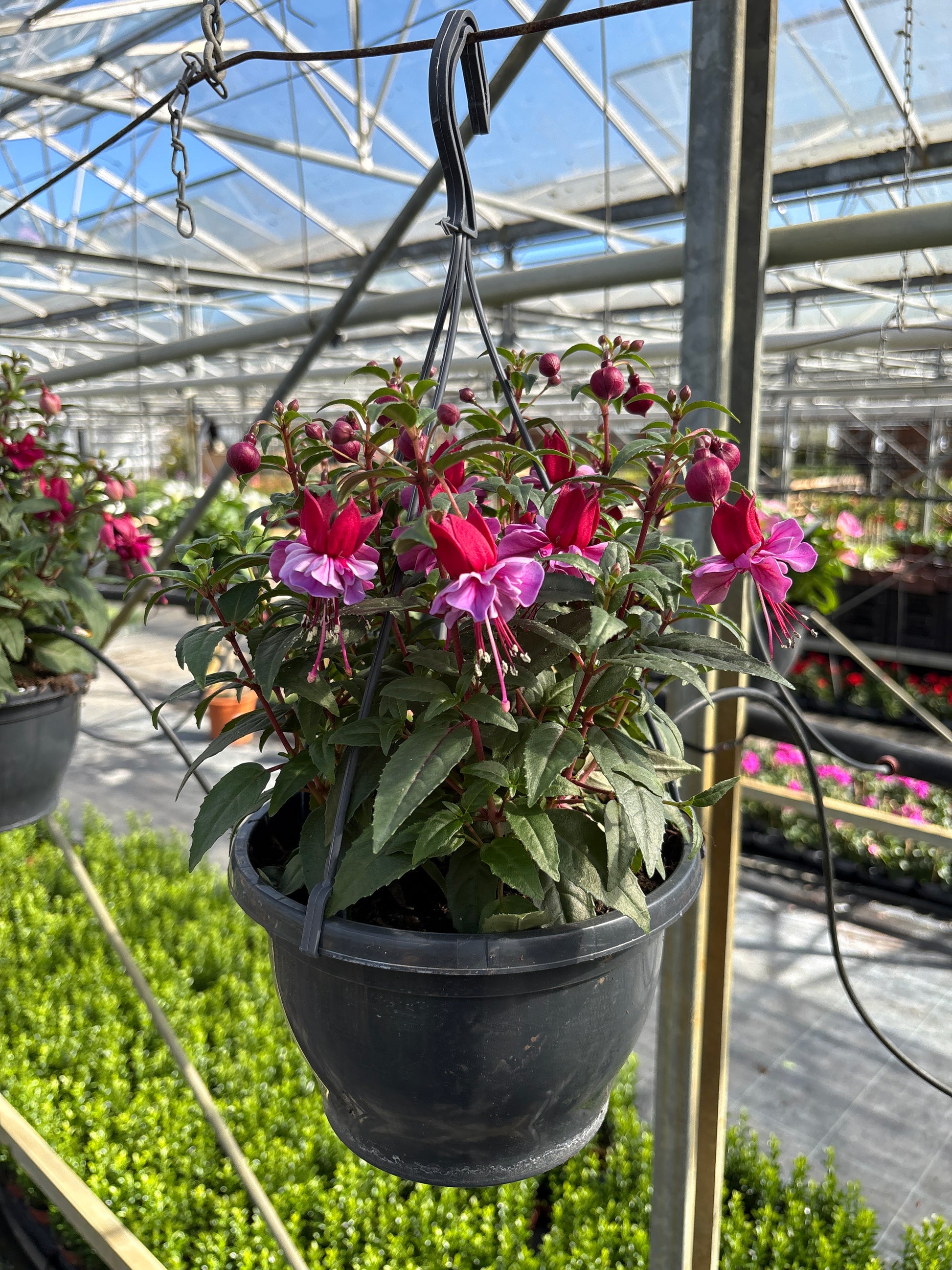 Hangpot Fuschsia