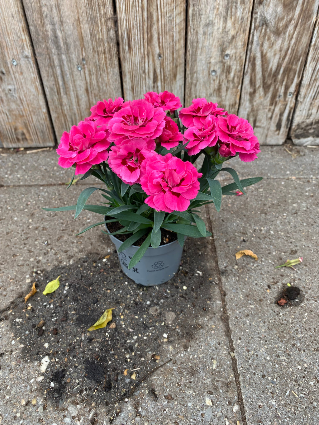 Nelke