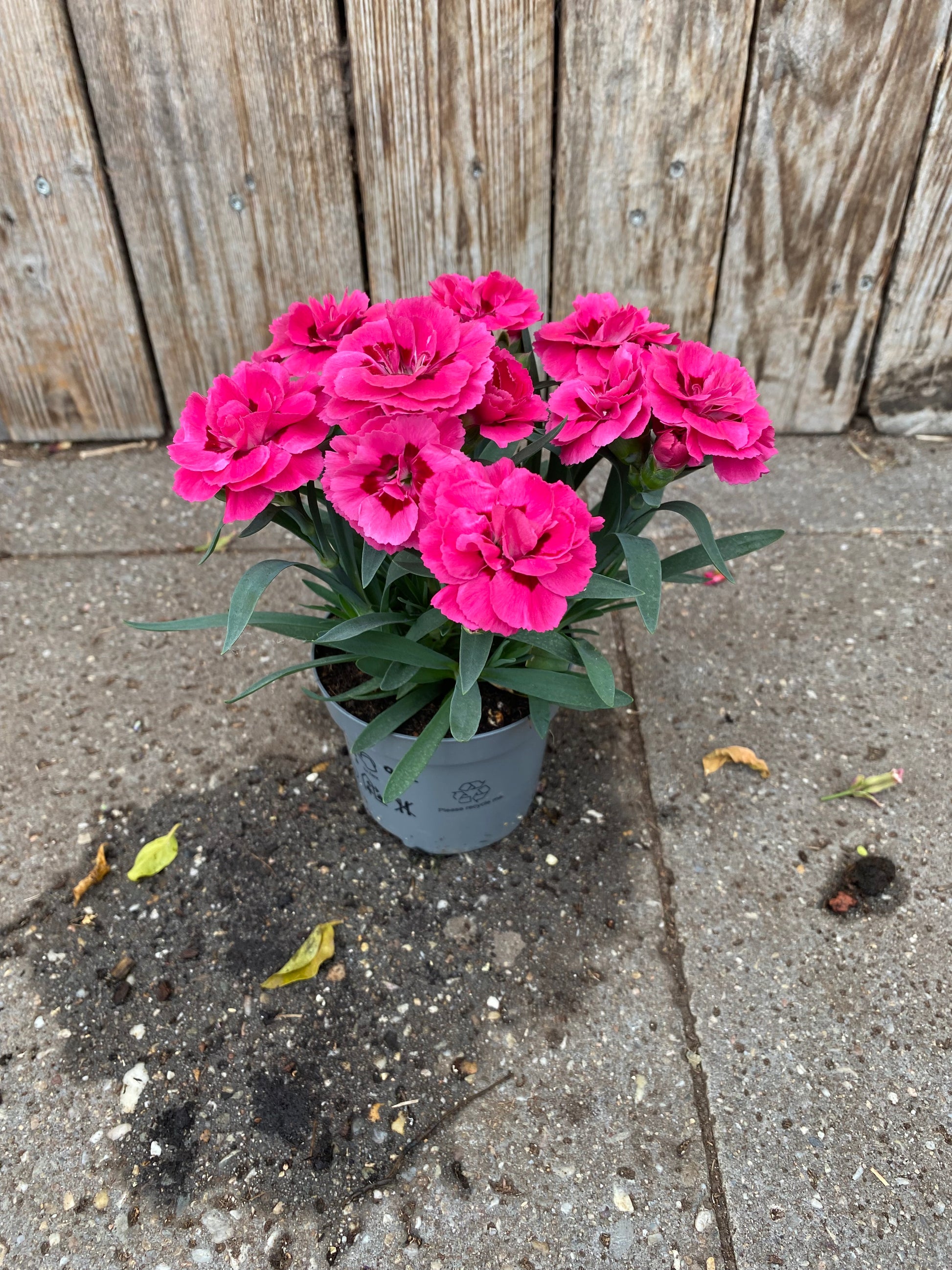 Dianthus caryophyllus