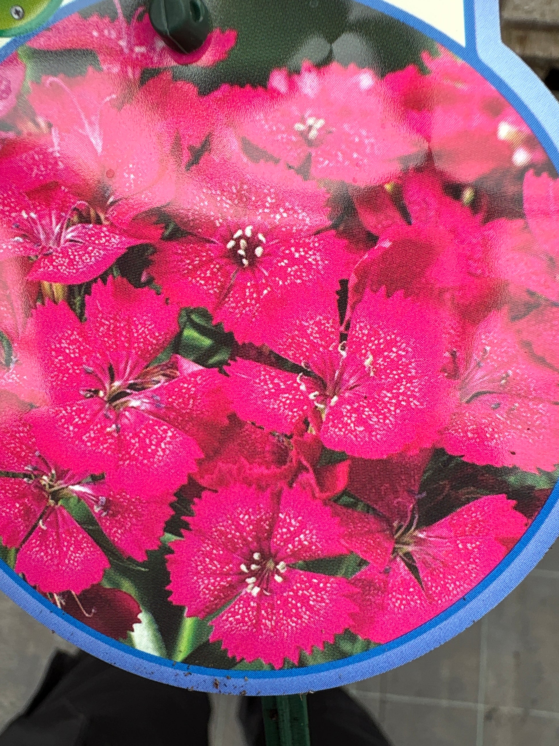 Dianthus barbarini vaste plant