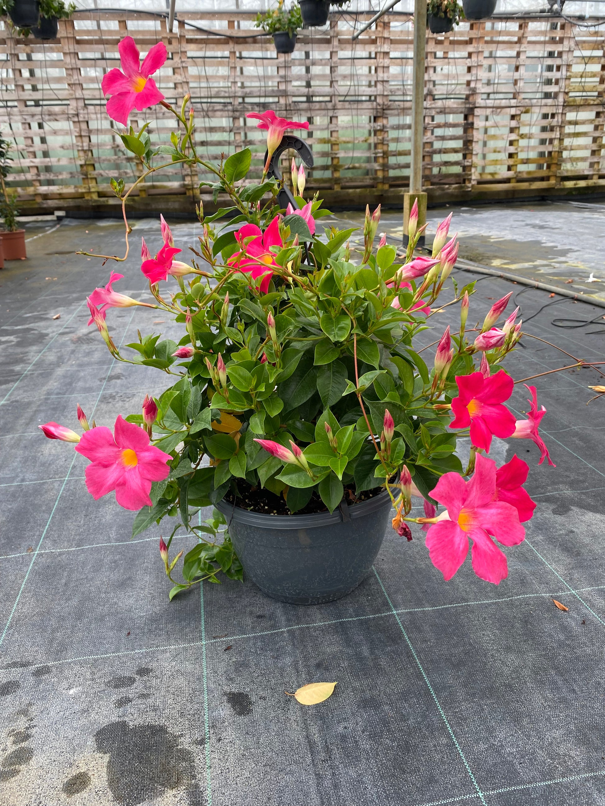 Sundaville hangpot