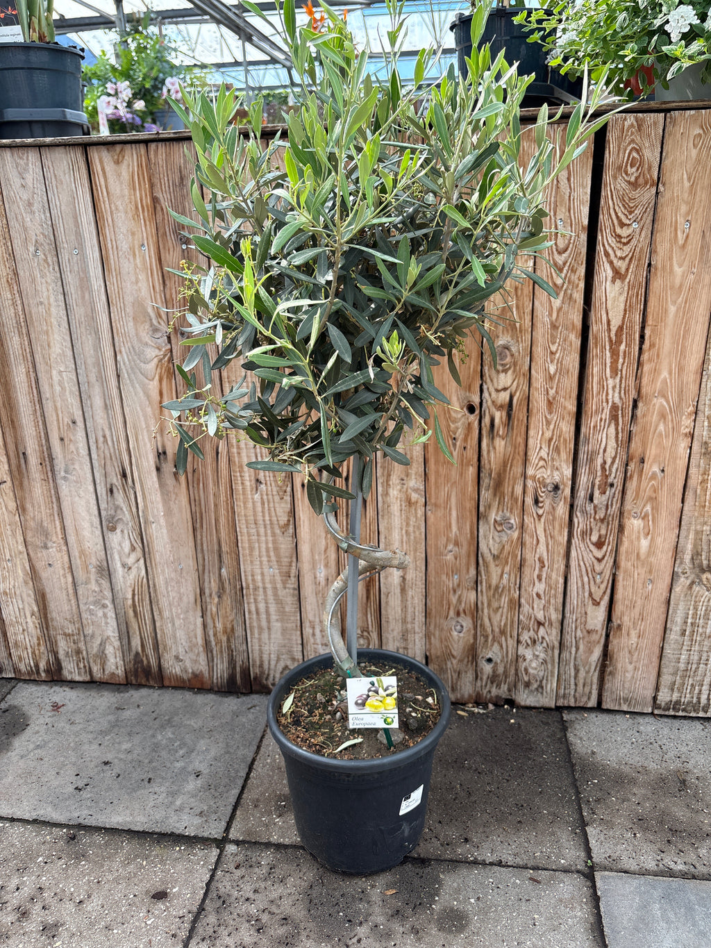 Olea europaea (olijfboom spiraalstam)