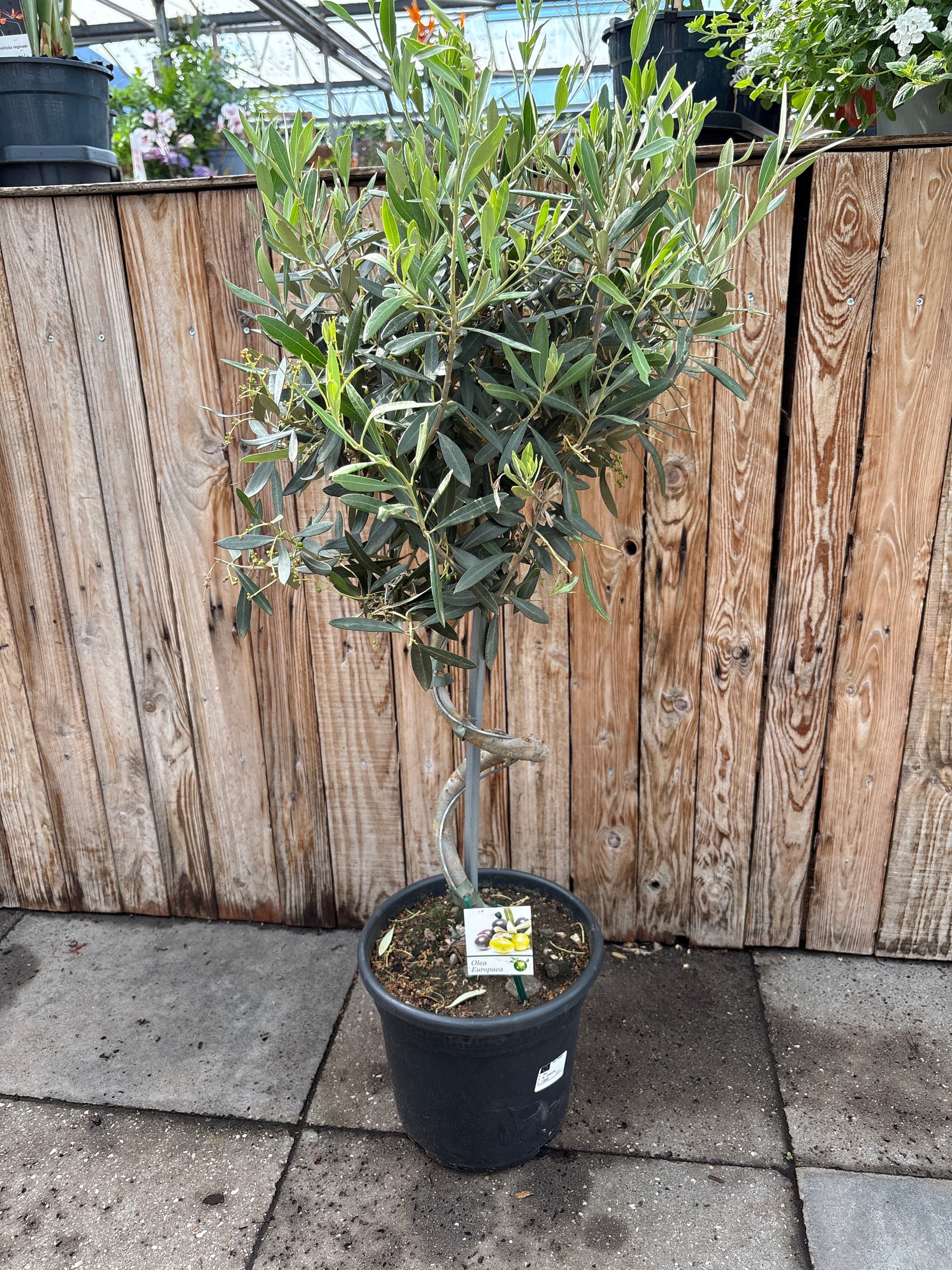 Olea europaea (olijfboom spiraalstam)