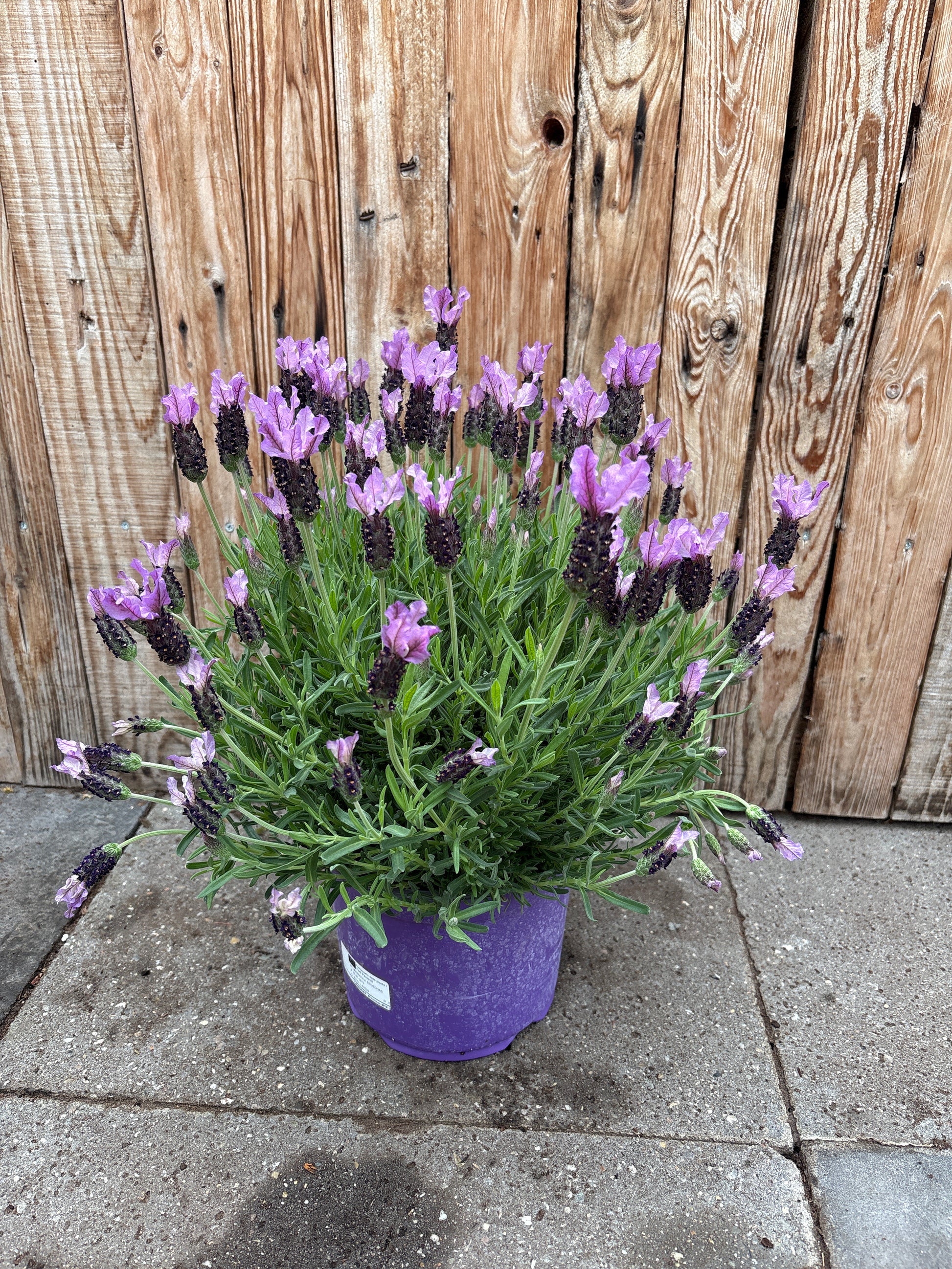 Schopf-Lavendel