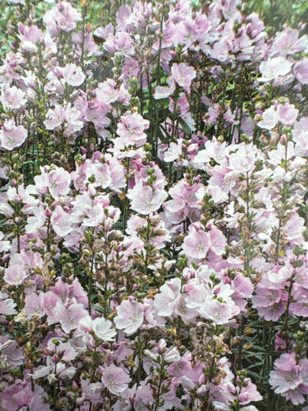 Sidalcea vaste plant