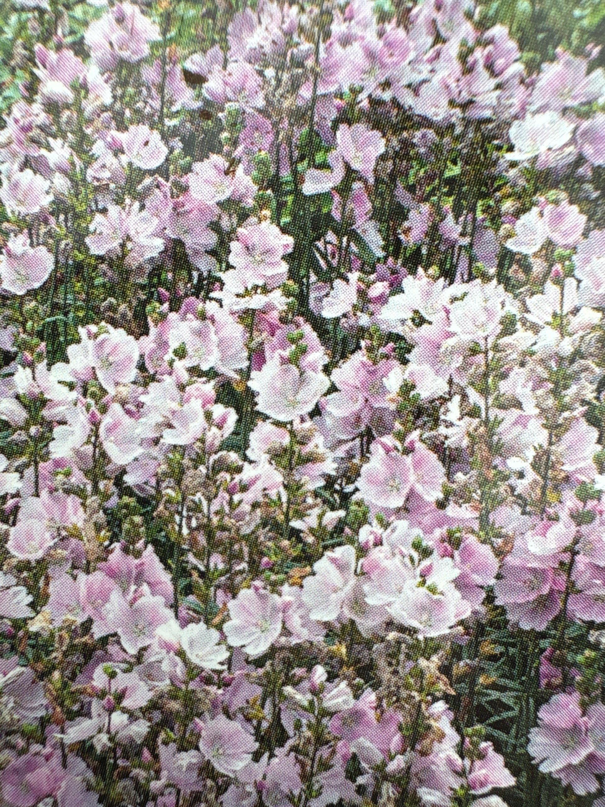 Sidalcea vaste plant