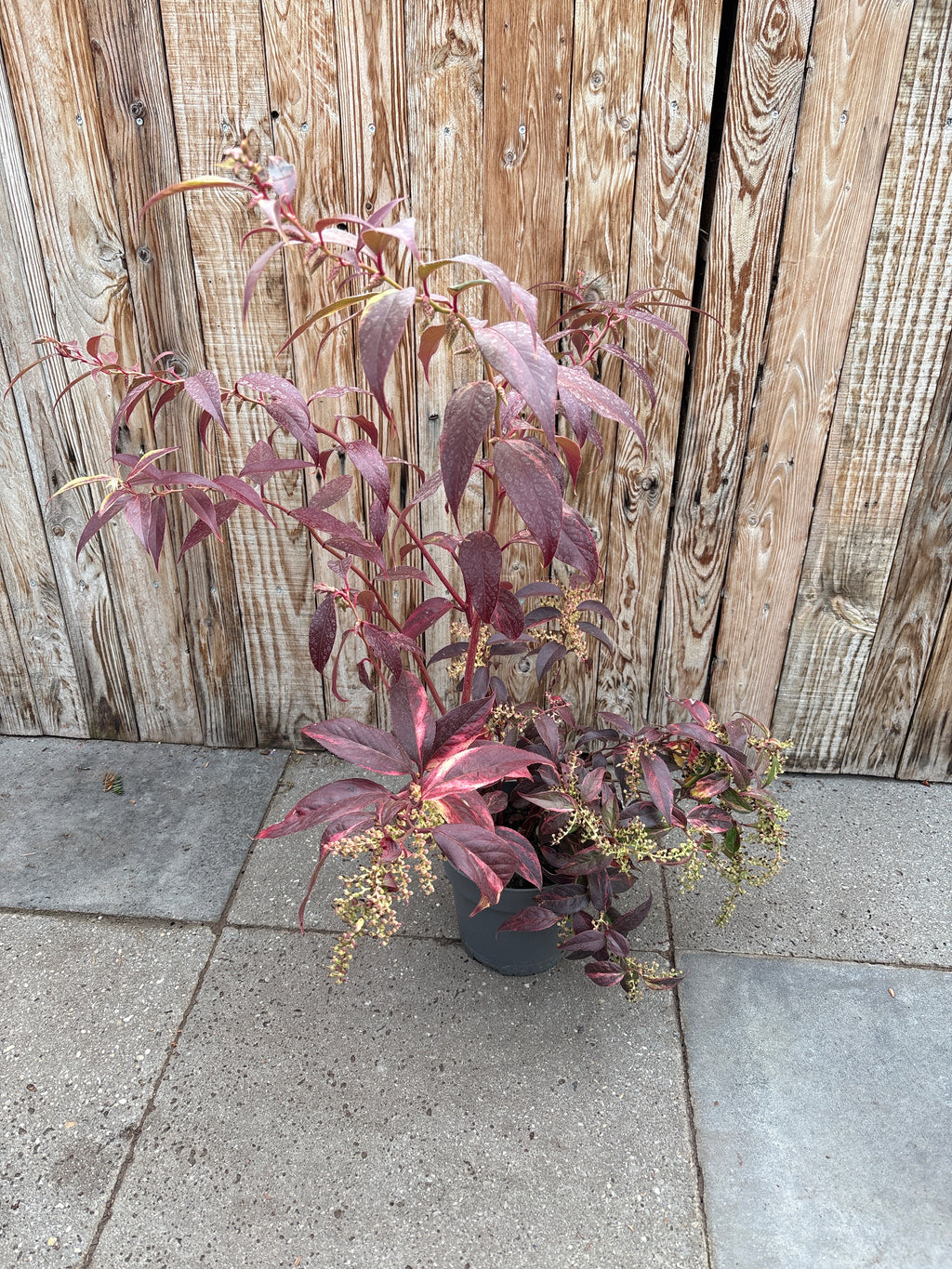 Leucothoe fontanesiana ‘rainbow’