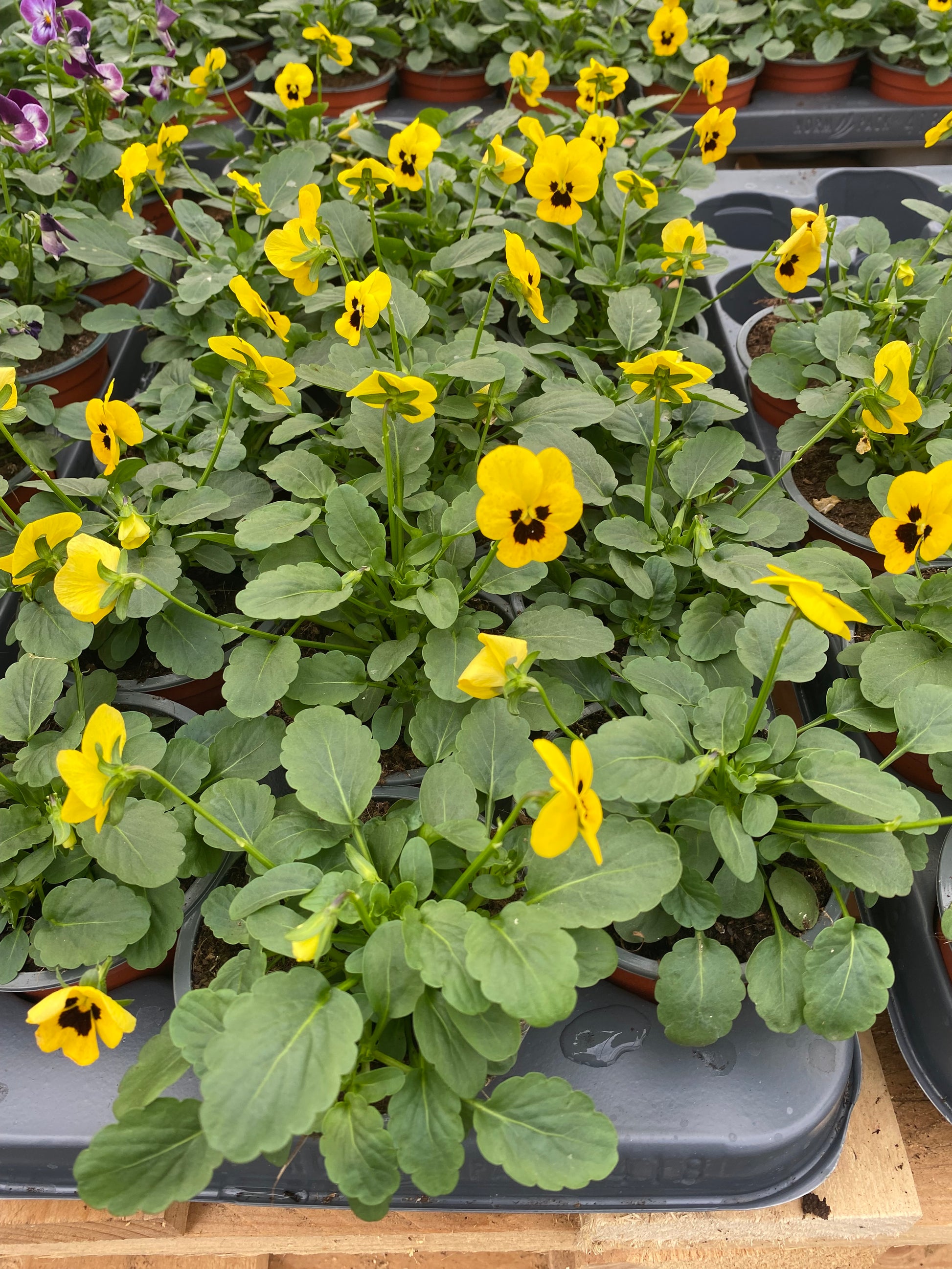 Winterviolen kleinbloemig
